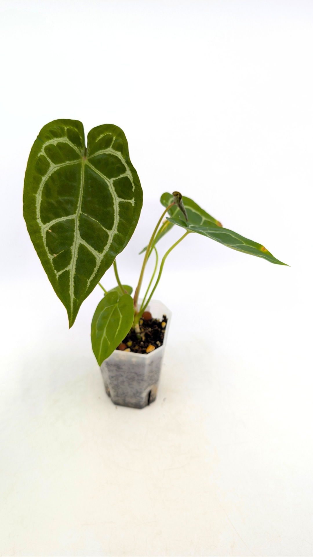 Rare indoor plant Anthurium SKG Silver with Anthurium Forgetii hybrid available at rare plant shop The Leaf Gallery in Perth, Western Australia