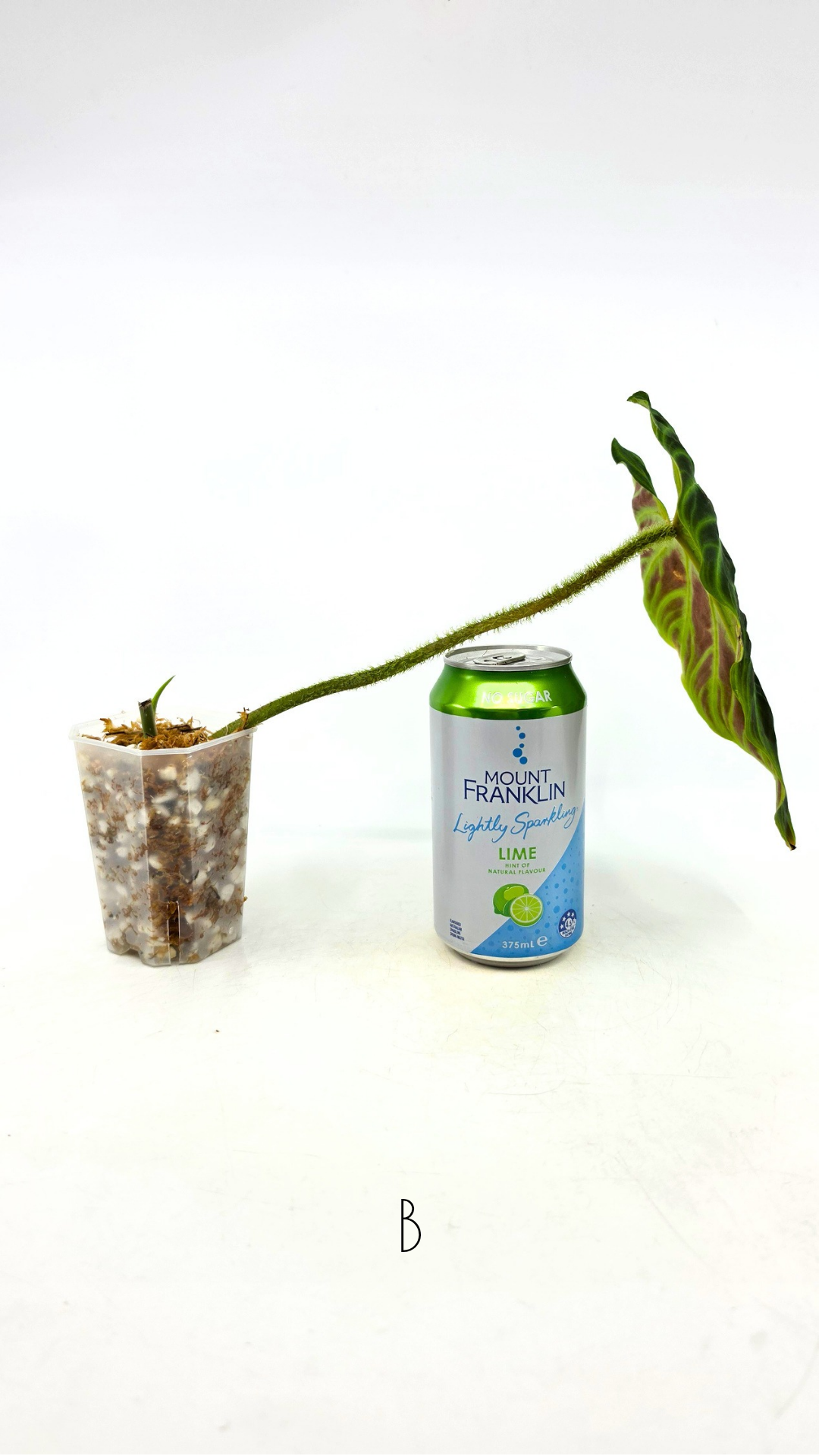 Uncommon indoor plant Philodendron Verrucusom available for sale at rare house plant shop The Leaf Gallery in Perth, Western Australia