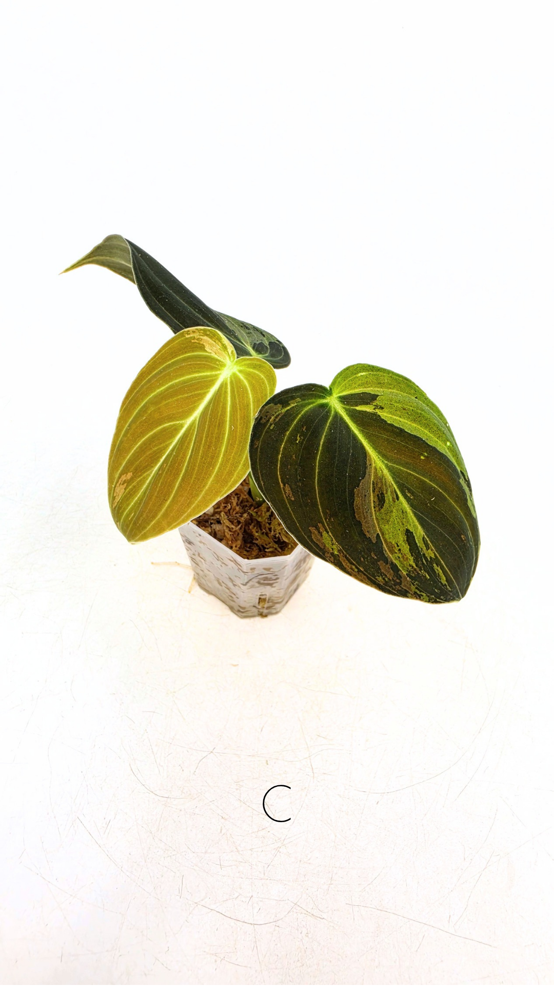 Rare plant Philodendron Melanochrysum Varigated available for sale at rare plant shop The Leaf Gallery in Perth, Western Australia