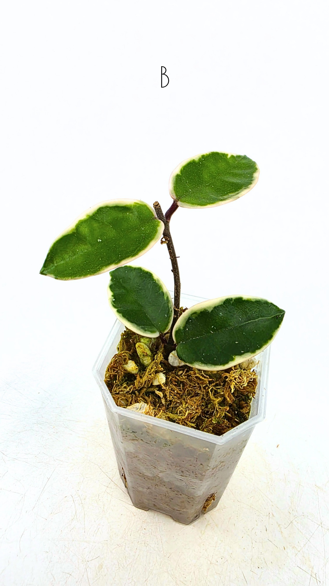 Uncommon indoor plant hoya Carnosa Krimson Queen propagated by and available for sale at rare plant shop The Leaf Gallery in Perth.