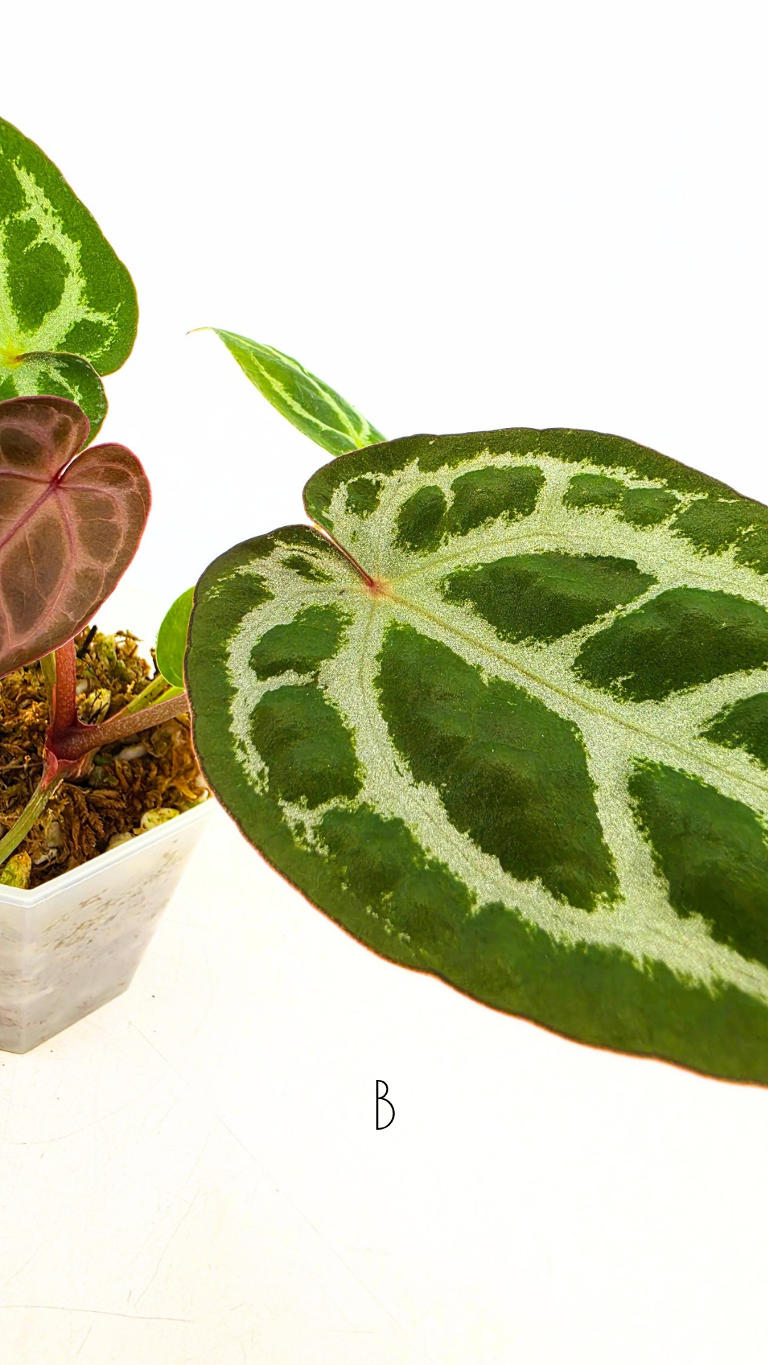 Rare anthurium hybrid Anthurium red dorayaki mutation with Anthurium Michelle by The Leaf Gallery in Perth, Western Australia