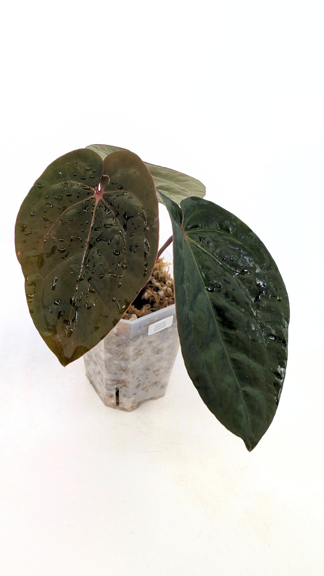 Rare indoor plant Anthurium Bloodmoon clone available from rare house plant shop The Leaf Gallery in Perth, Western Australia