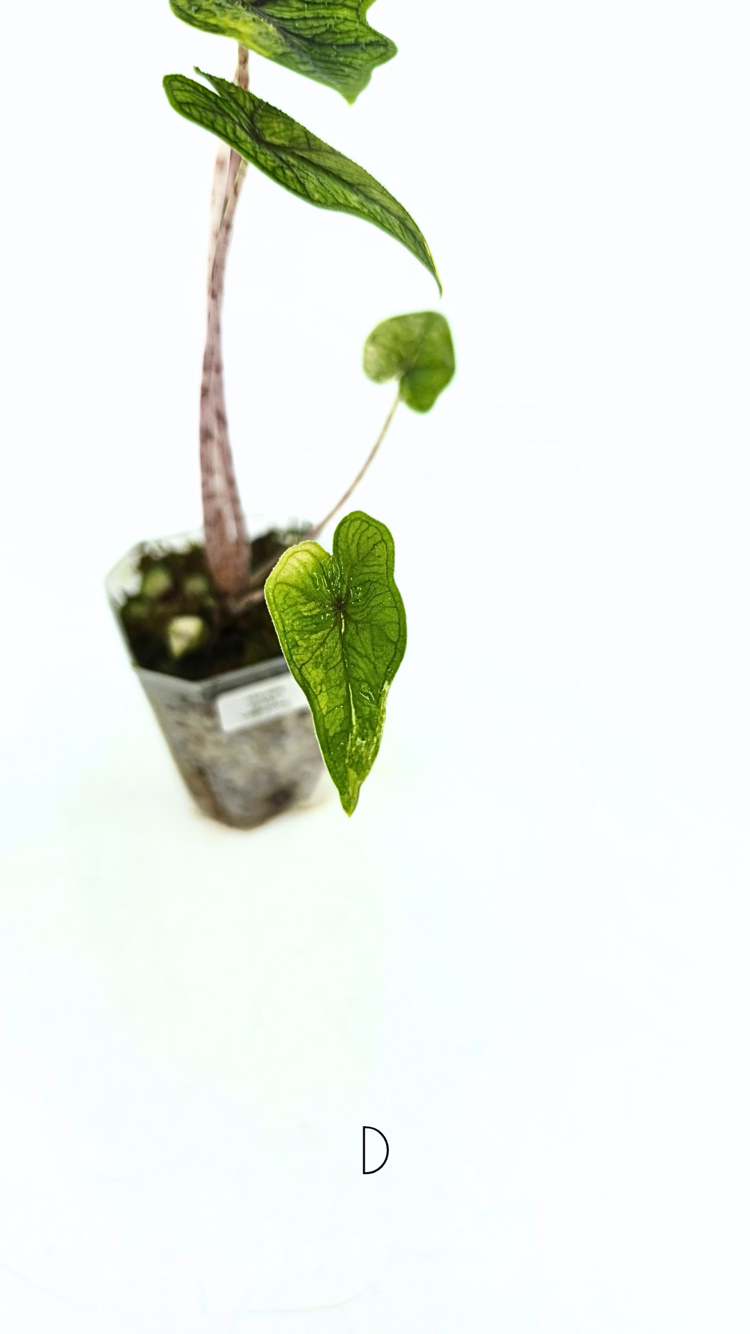 Rare indoor plant Alocasia Jacklyn Variegated available for sale at rare house plant shop The Leaf Gallery in Perth, Western Australia.