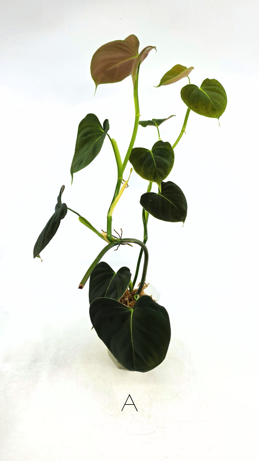 Rare indoor plant Philodendron Lupinum available for sale at rare house plant shop The Leaf Gallery in Perth, Western Australia