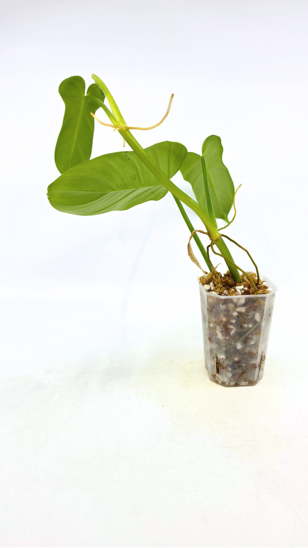 Uncommon Philodendron Bipennifolium (Horsehead / Violin) by the Leaf Gallery in Perth, Western Australia