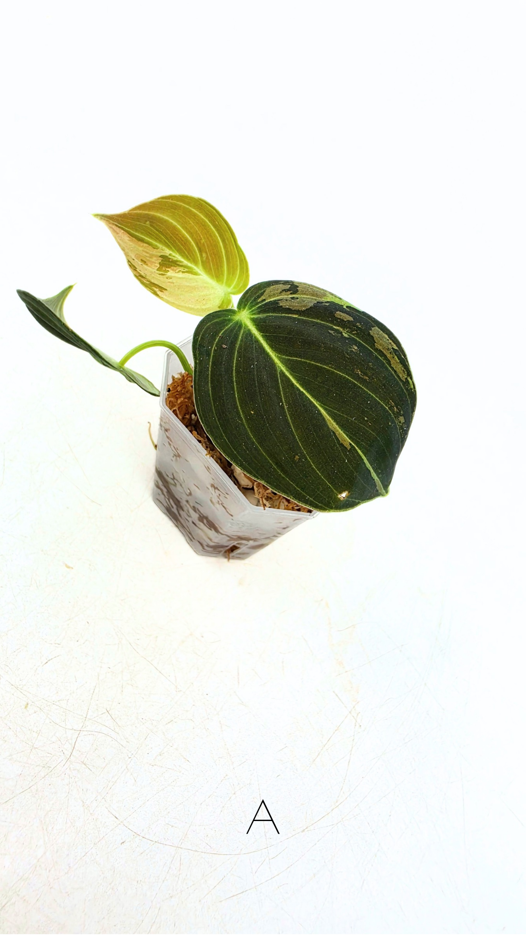 Rare plant Philodendron Melanochrysum Varigated available for sale at rare plant shop The Leaf Gallery in Perth, Western Australia