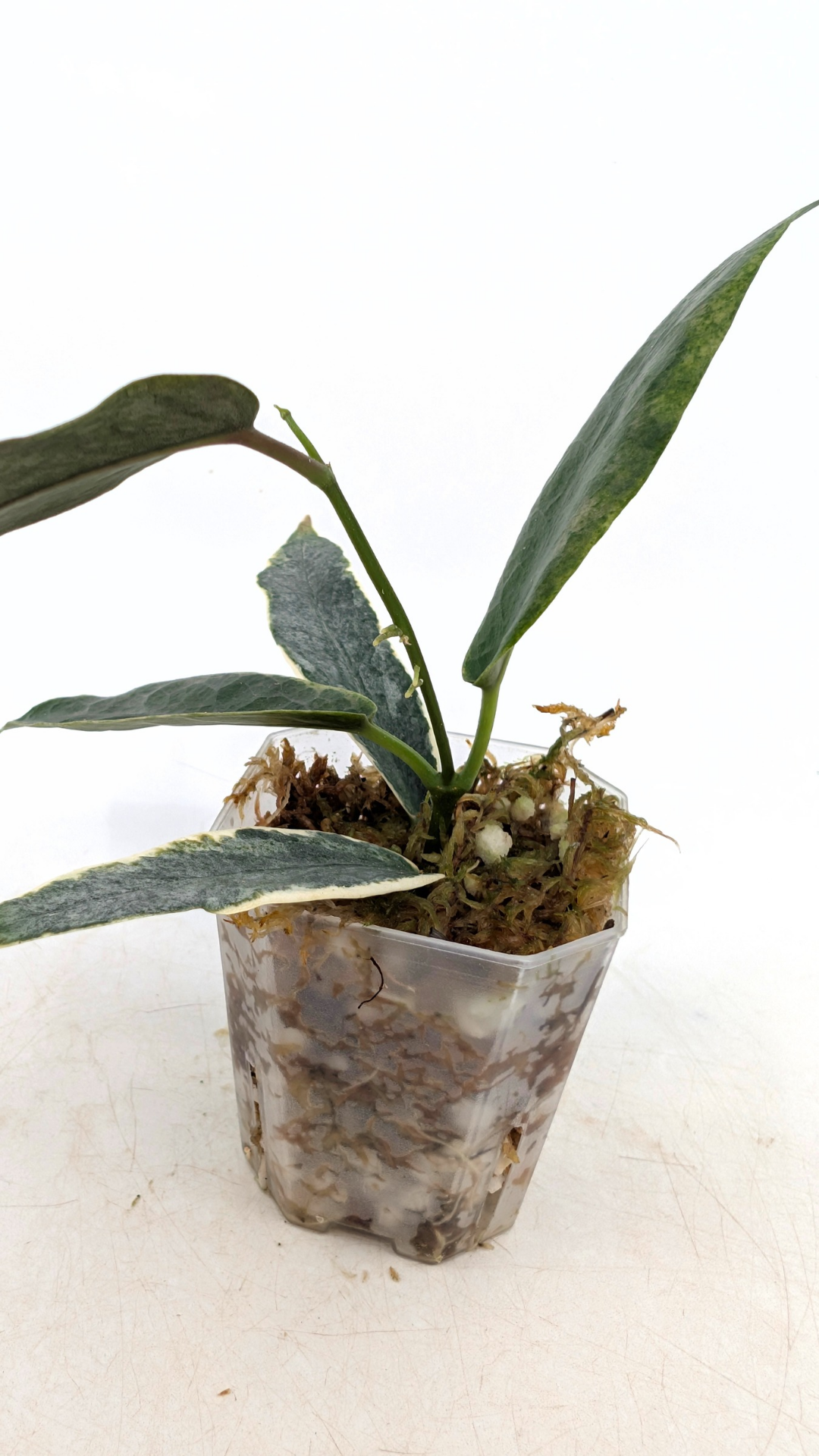 Rare waxplant Hoya Archboldiana Albomarginata available for sale at rare indoor plant shop The Leaf Gallery in Perth, Western Australia