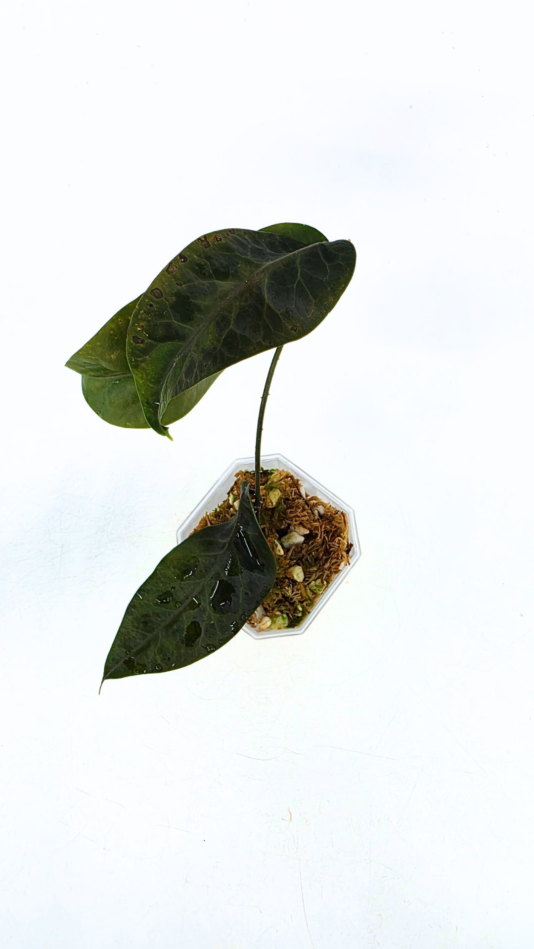 Rare waxplant hoya megalaster IML1007 available for sale at rare plant shop The Leaf Gallery in Perth, Western Australia