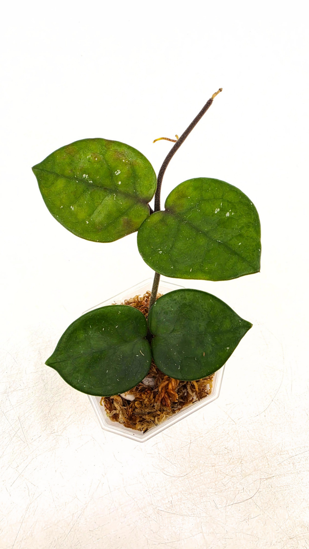 Rare indoor plant hoya carnosa chelsea propagated by and available for sale at rare plant shop The Leaf Gallery in Perth.