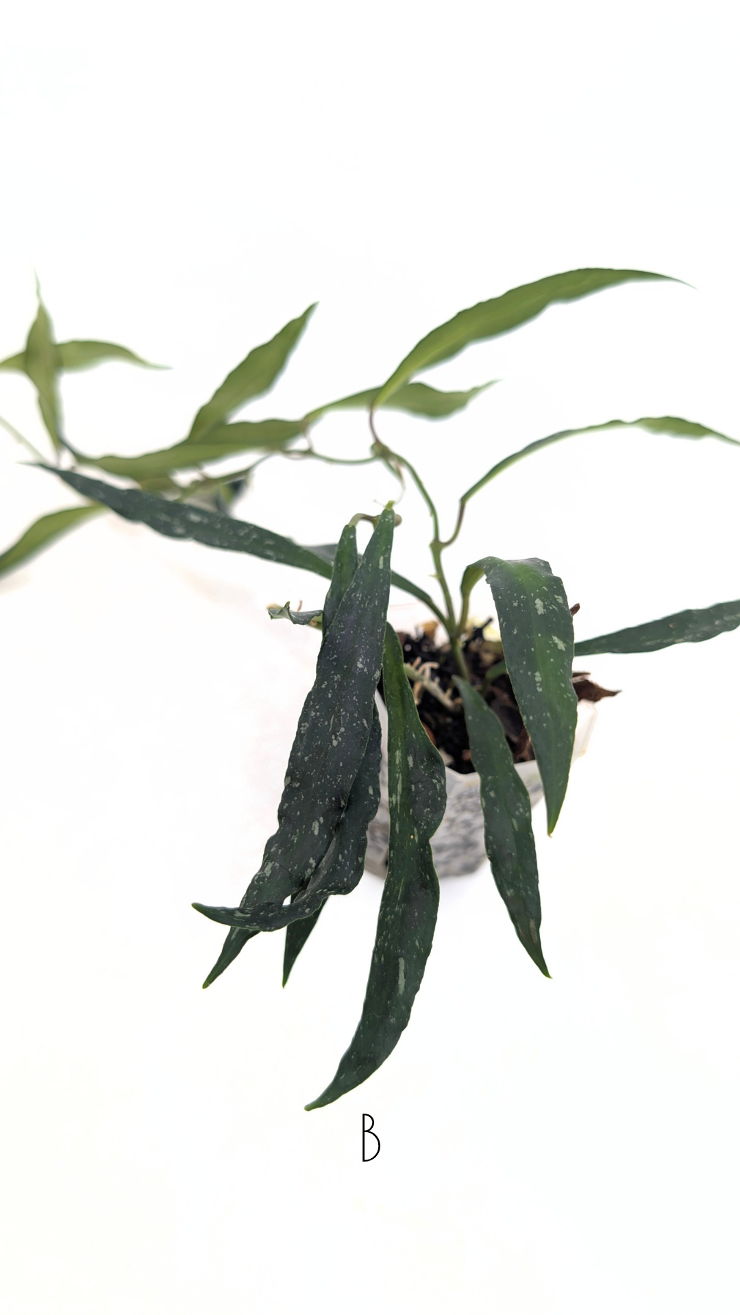 Rare waxplant Hoya Mirabillis Splash available for sale at rare indoor plant shop The Leaf Gallery in Perth, Western Australia