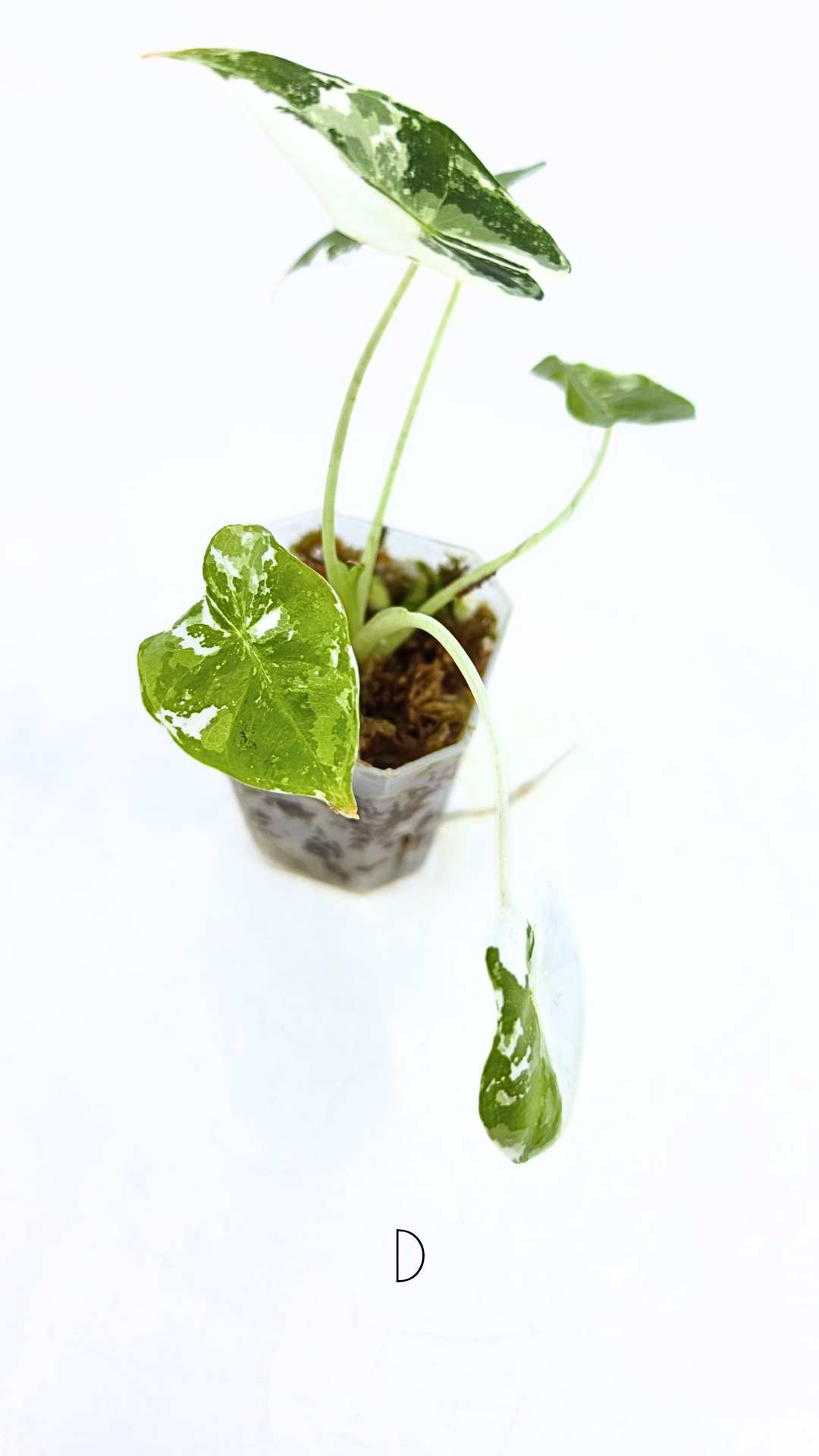 Rare indoor plant Alocasia Frydek Variegated available for sale at rare house plant shop The Leaf Gallery in Perth, Western Australia