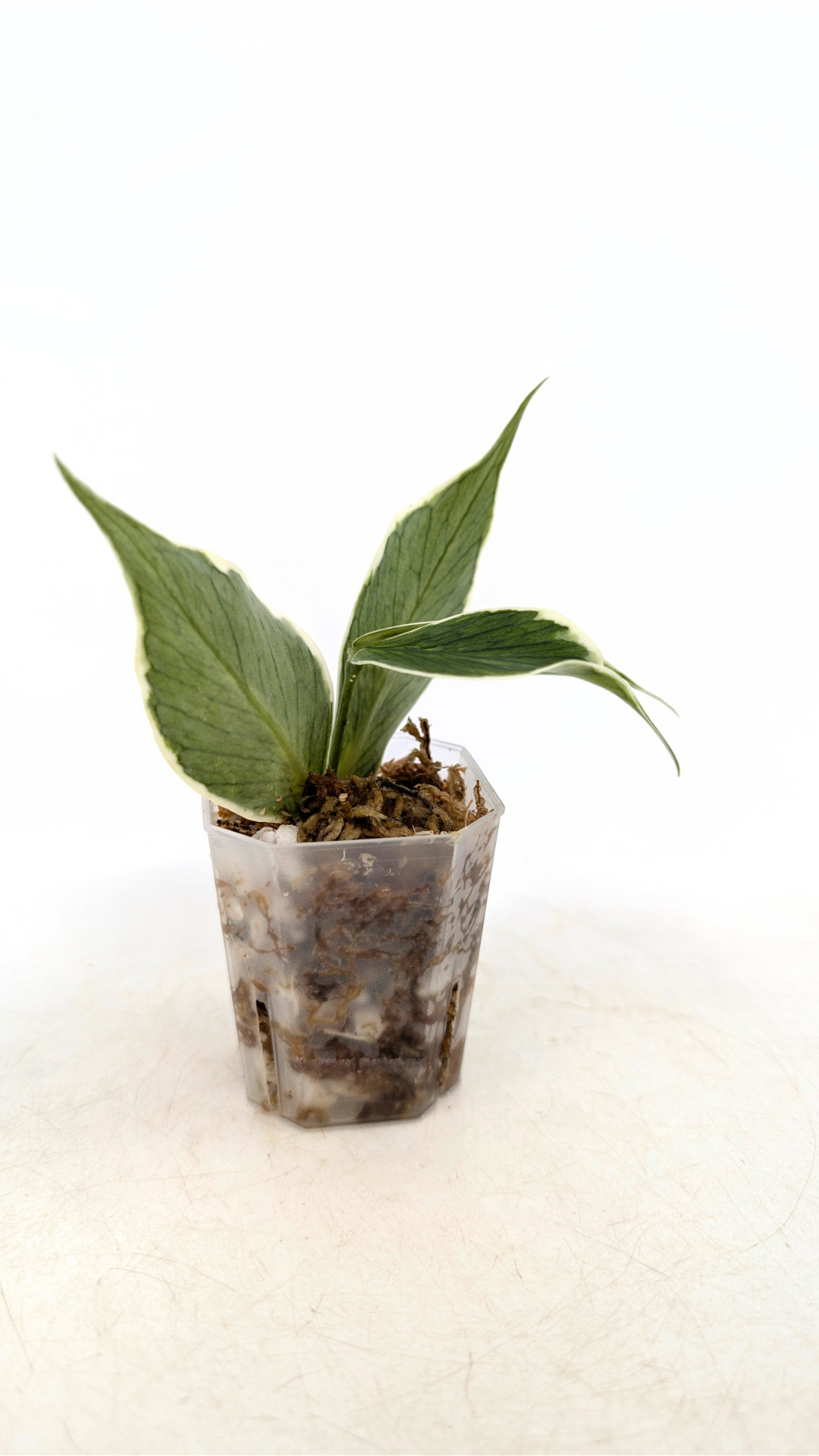 Rare waxplant Hoya Polyneura Albo Varigated also known as Fishtail Hoya Varigated available for sale at rare indoor plant shop The Leaf Gallery in Perth, Western Australia
