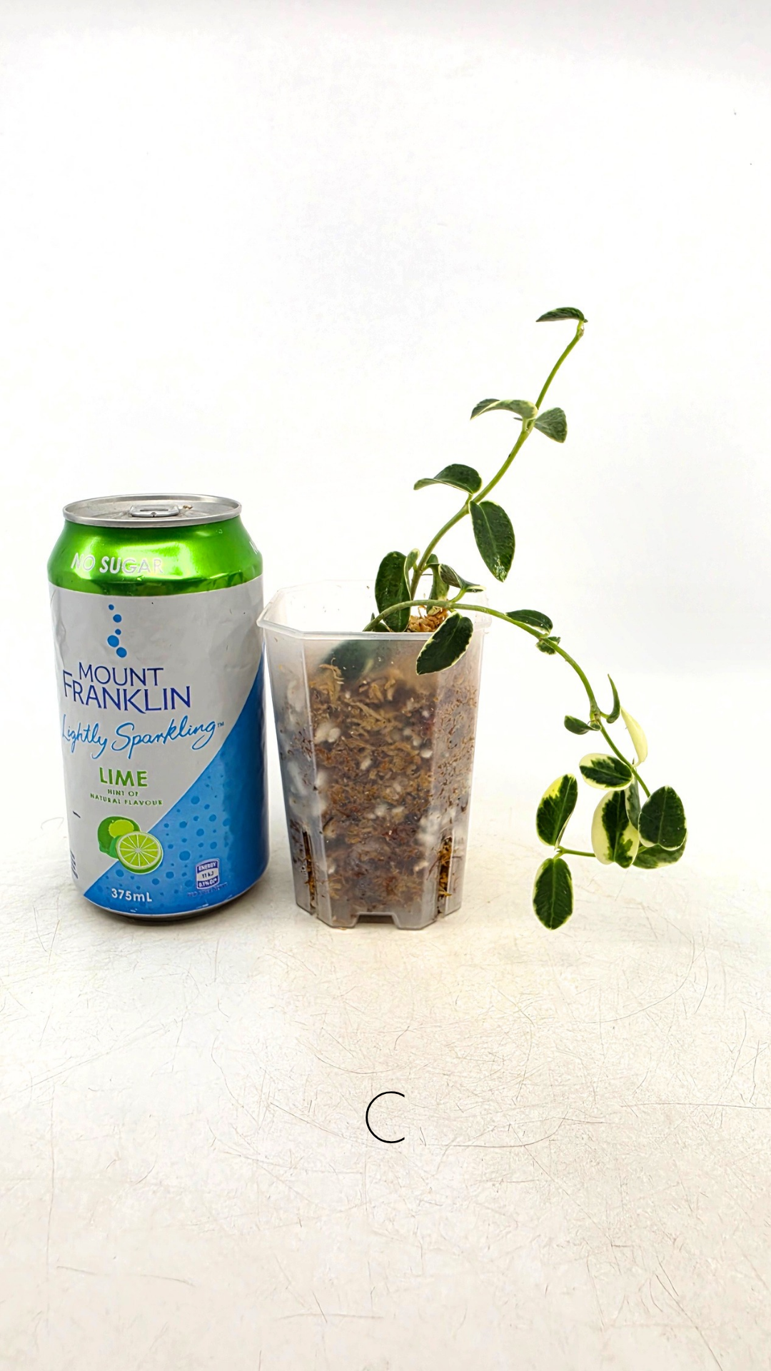 Rare waxplant Hoya Cumingiana Albo available for sale at rare indoor plant shop The Leaf Gallery in Perth, Western Australia