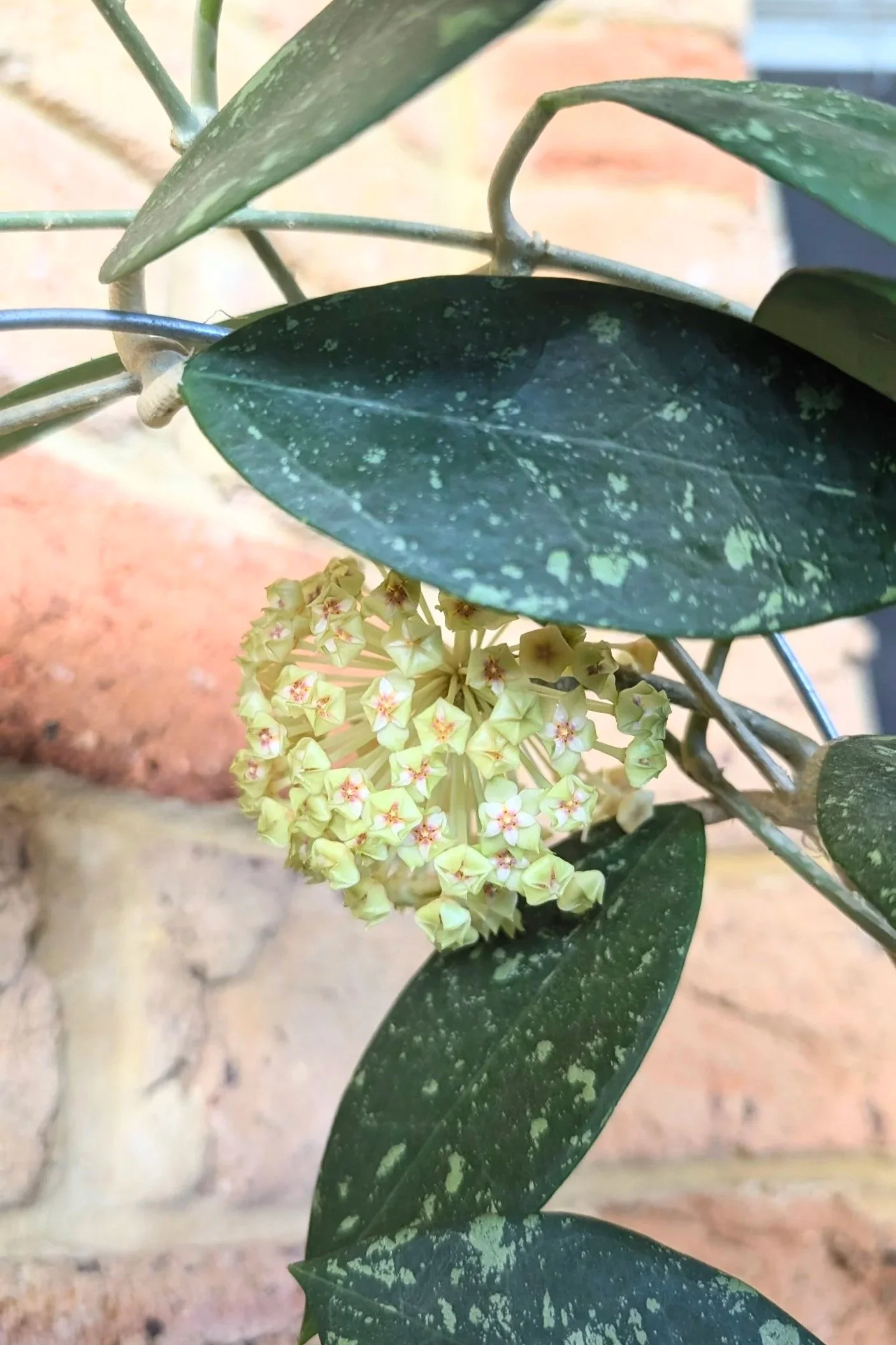 Rare waxplant Hoya sp Para Splash available for sale at rare indoor plant shop The Leaf Gallery in Perth, Western Australia