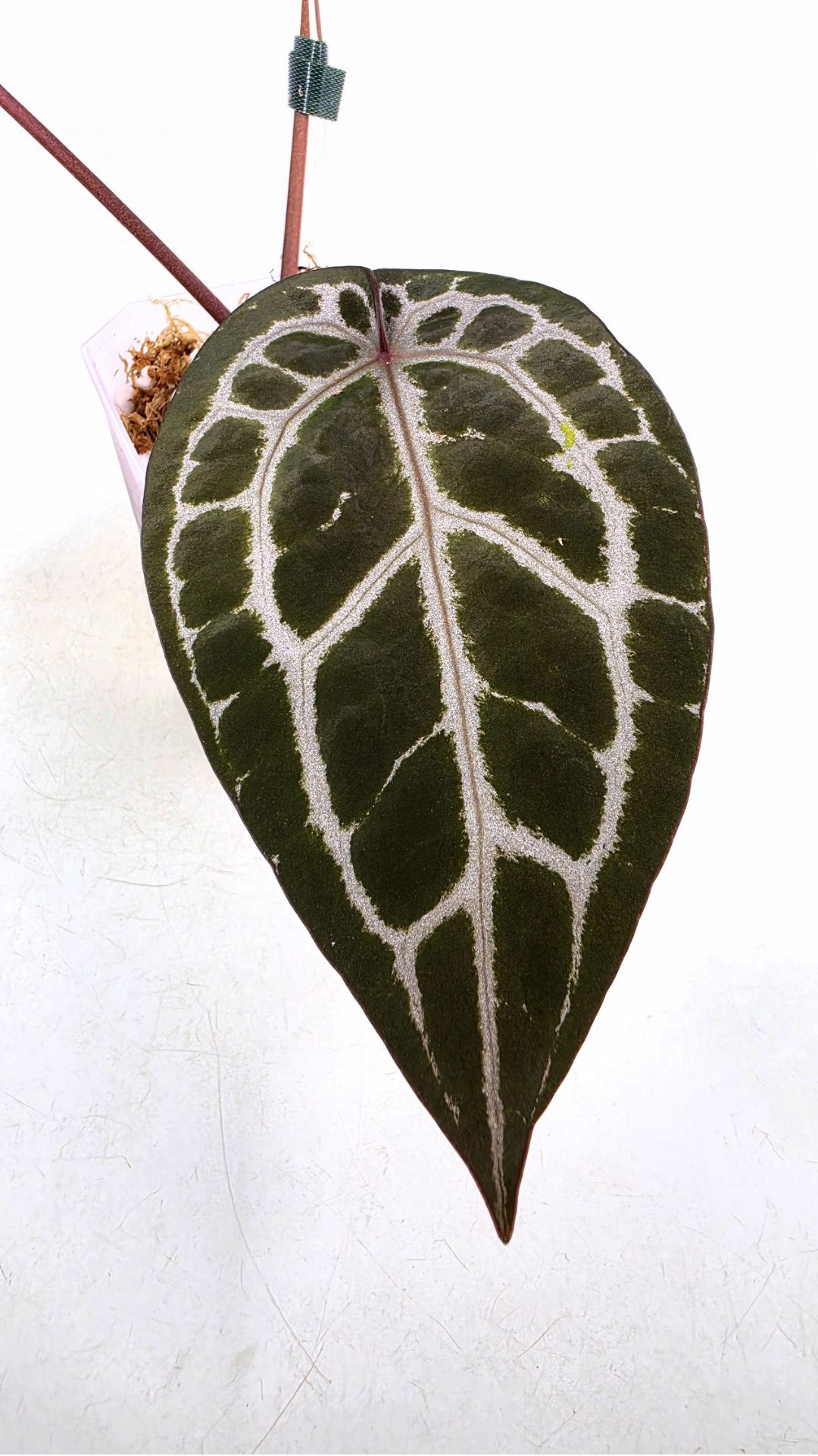 are indoor plant Anthurium Michelle by DocBlock avaiable for sale at rare house plant shop The Leaf Gallery in Perth, Western Australia