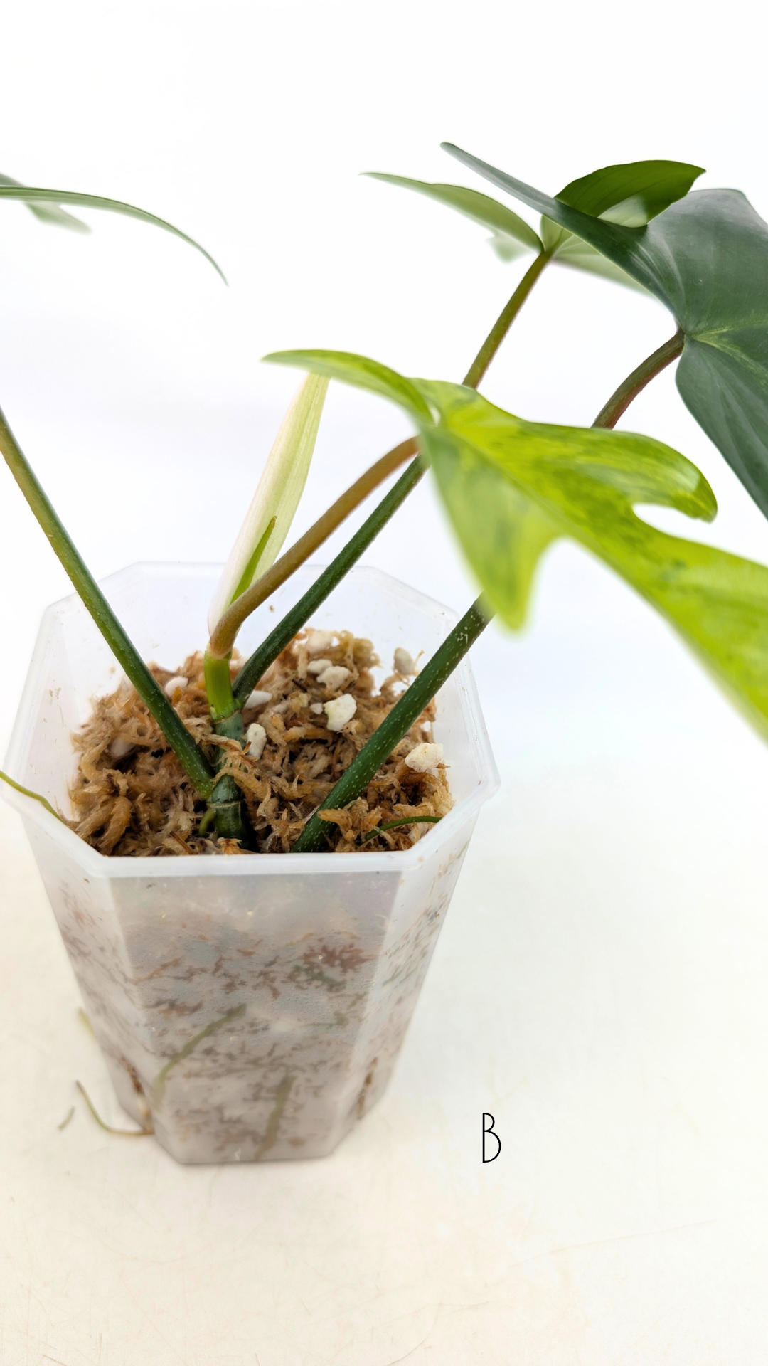 Rare indoor plant Philodendron Florida Beauty Varigated available at rare plant shop The Leaf Gallery in Perth, Western Australia