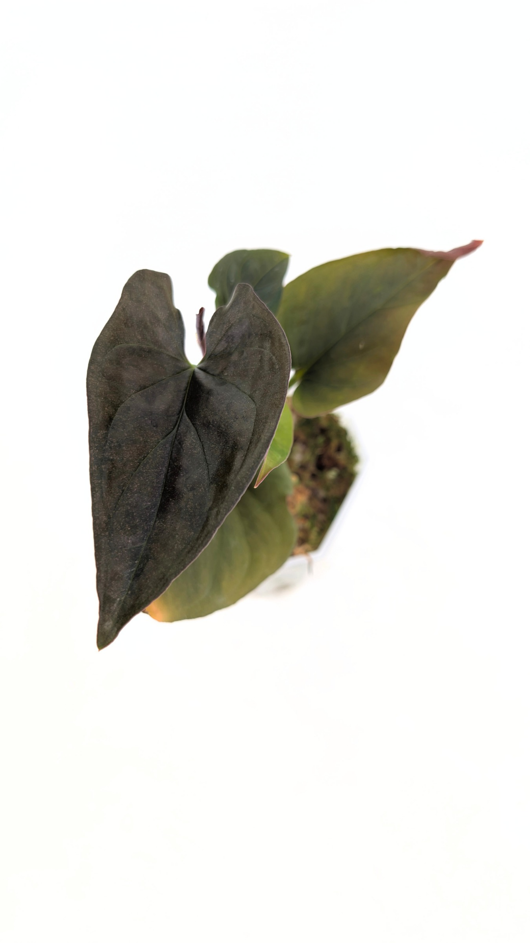 Rare indoor plant Syngonium Erythrophyllum Red Arrow available from rare houseplant shop The Leaf Gallery in Perth, Western Australia