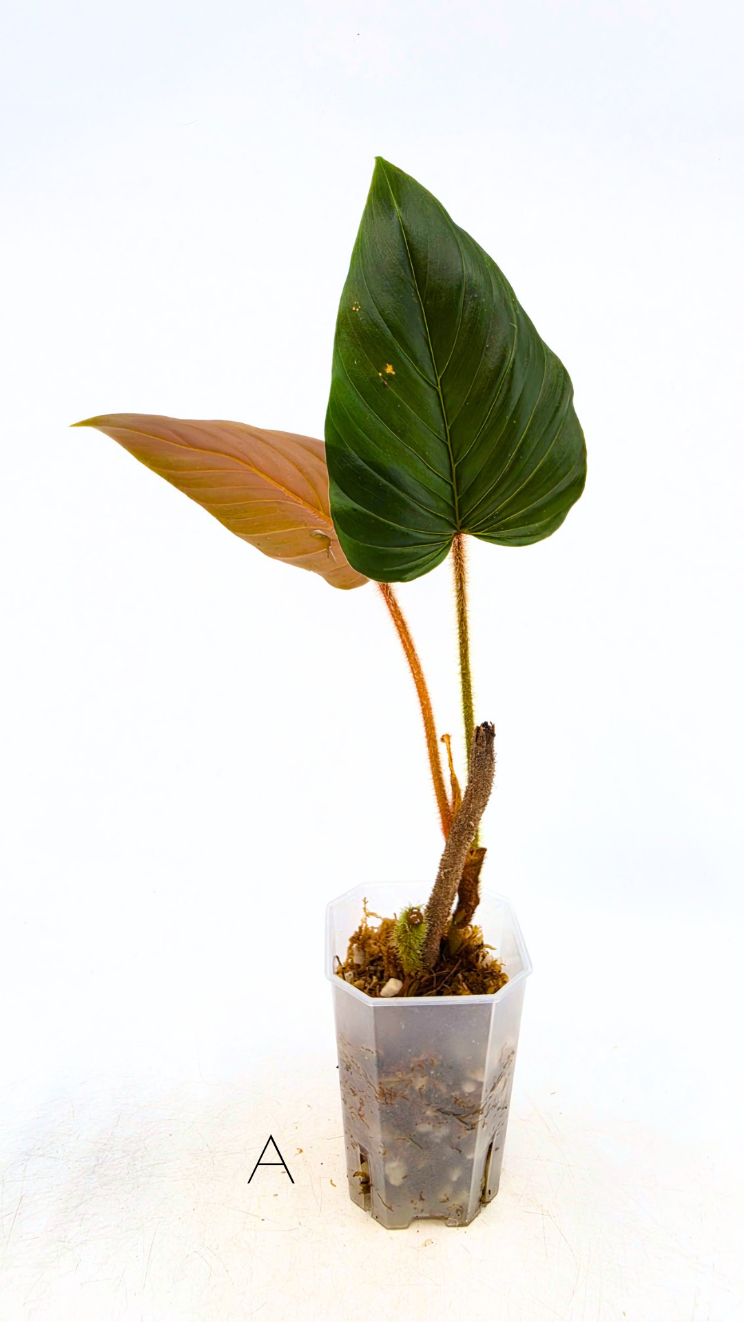 Rare plant philodendron squamicaule pink available at rare plant shop The Leaf Gallery in Perth, Western Australia