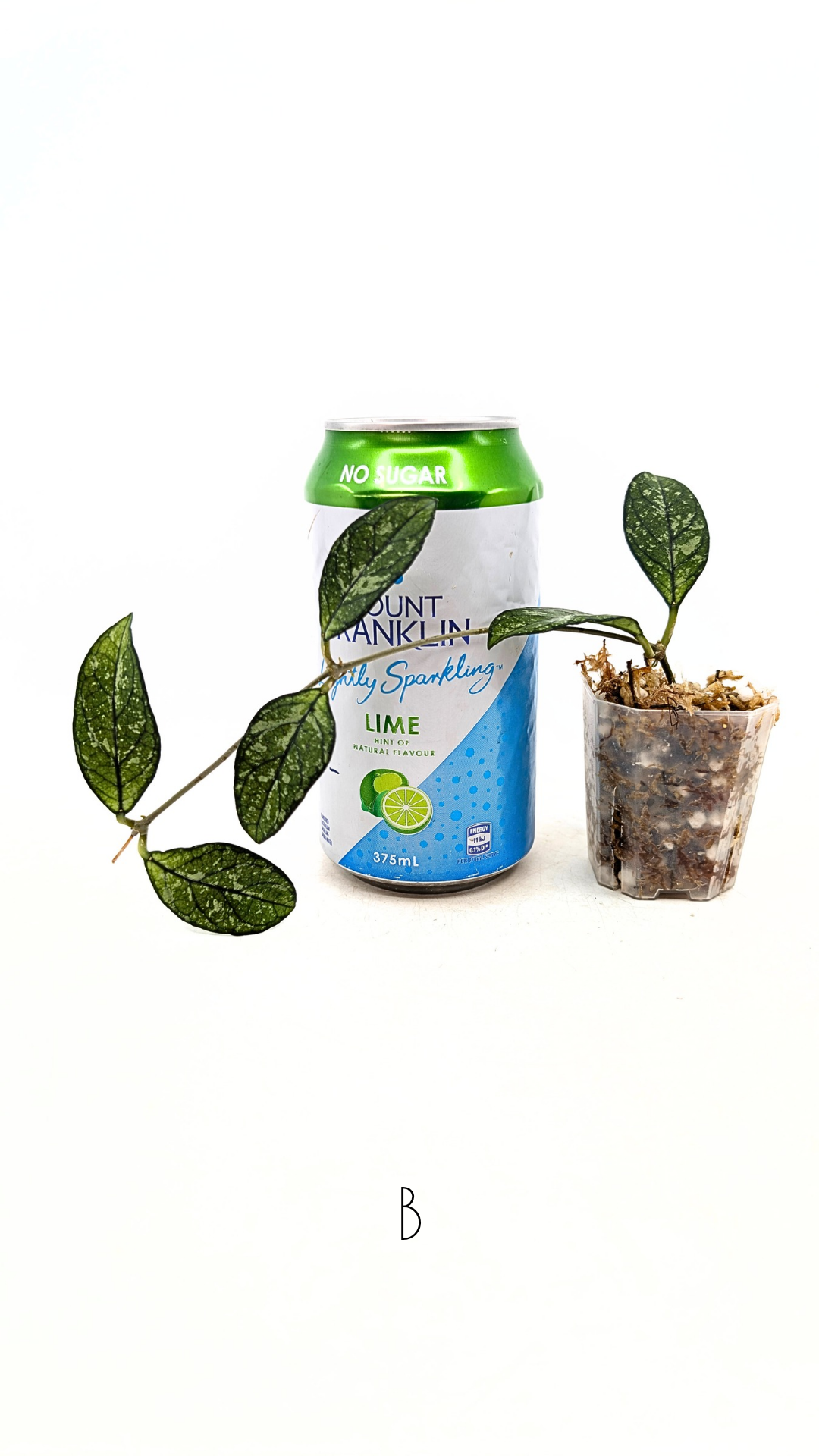 Rare Hoya Crassipetiolata Splash available for sale at rare plant shop The Leaf Gallery in Perth, Western Australia