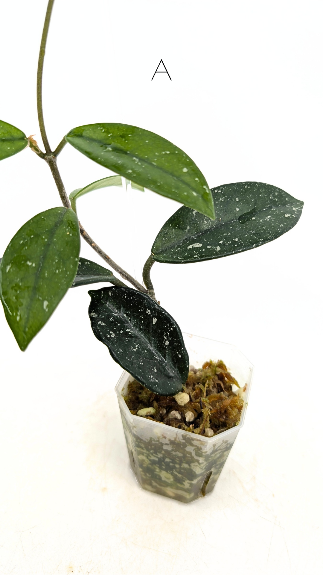 Rare indoor plant hoya wilbur graves propagated by and available for sale at rare plant shop The Leaf Gallery in Perth.