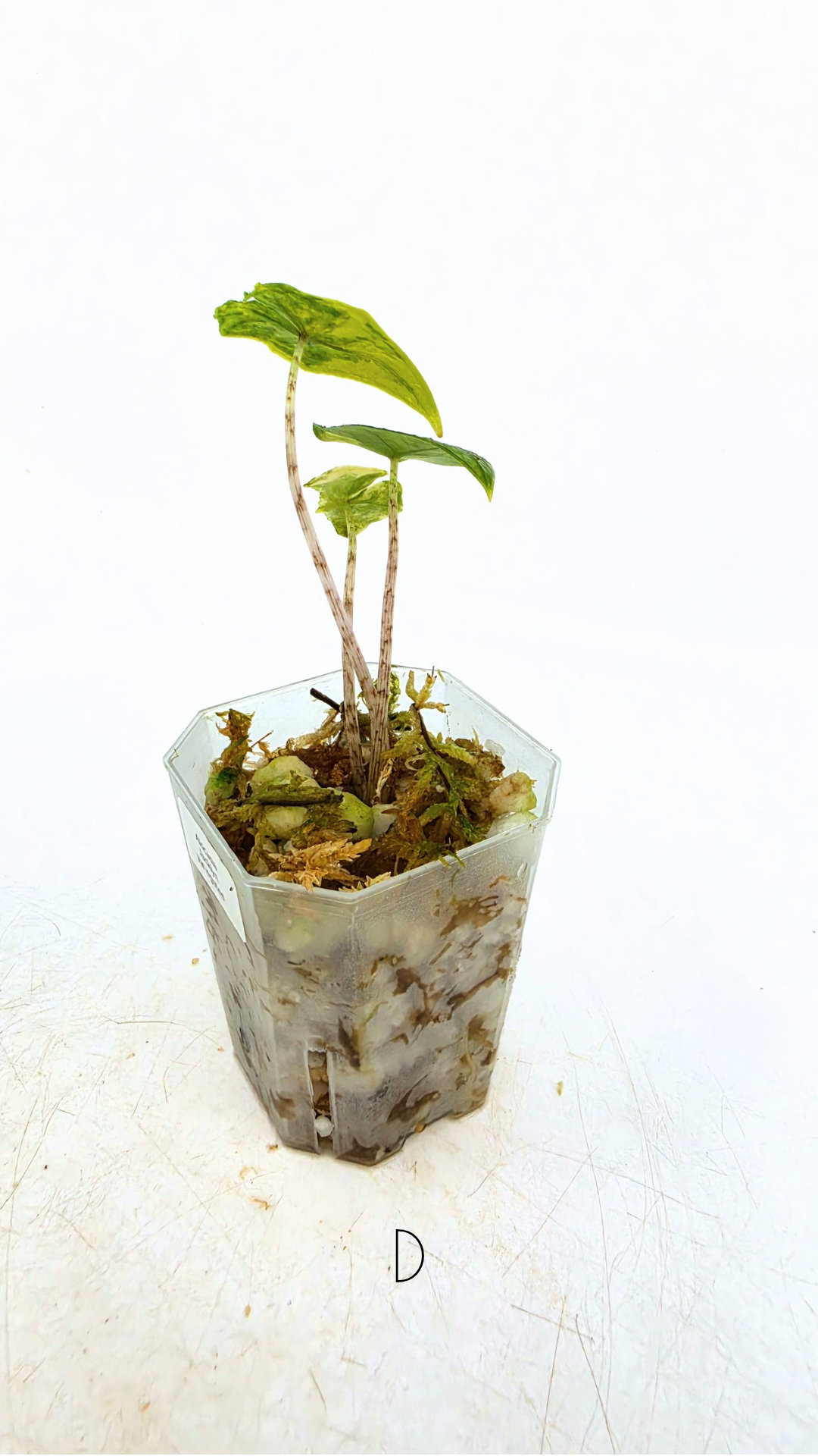 Rare indoor plant Alocasia Jacklyn Variegated available for sale at rare house plant shop The Leaf Gallery in Perth, Western Australia.