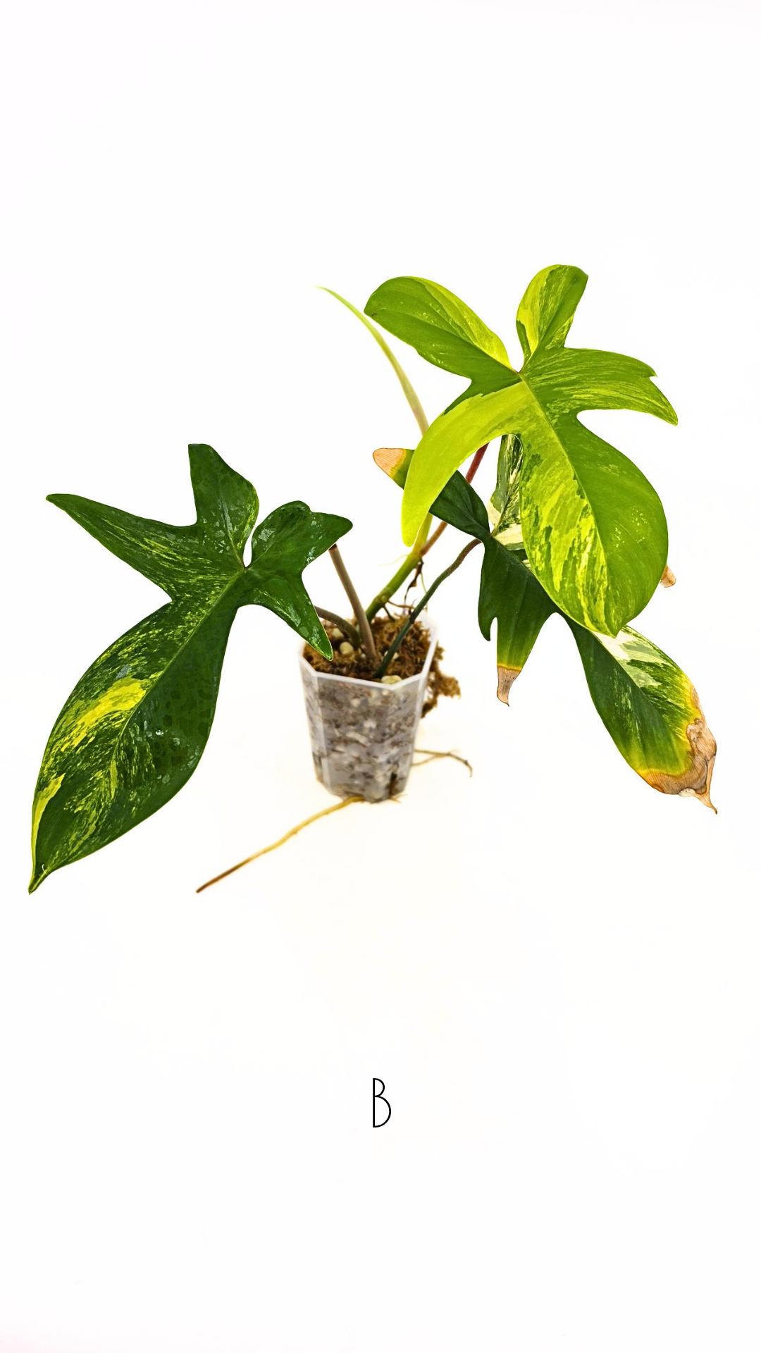 Rare indoor plant Philodendron Florida Beauty Varigated available at rare plant shop The Leaf Gallery in Perth, Western Australia