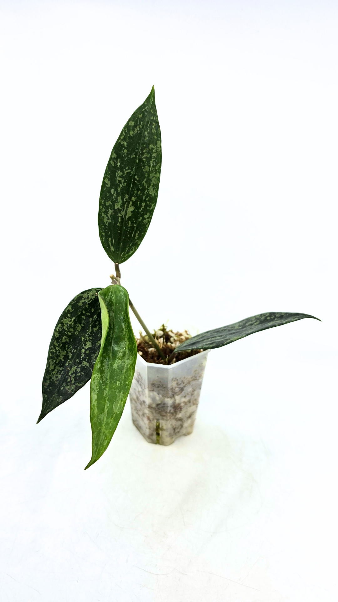 Rare waxplant Hoya Rangsan available for sale at rare plant shop The Leaf Gallery in Perth, Western Australia