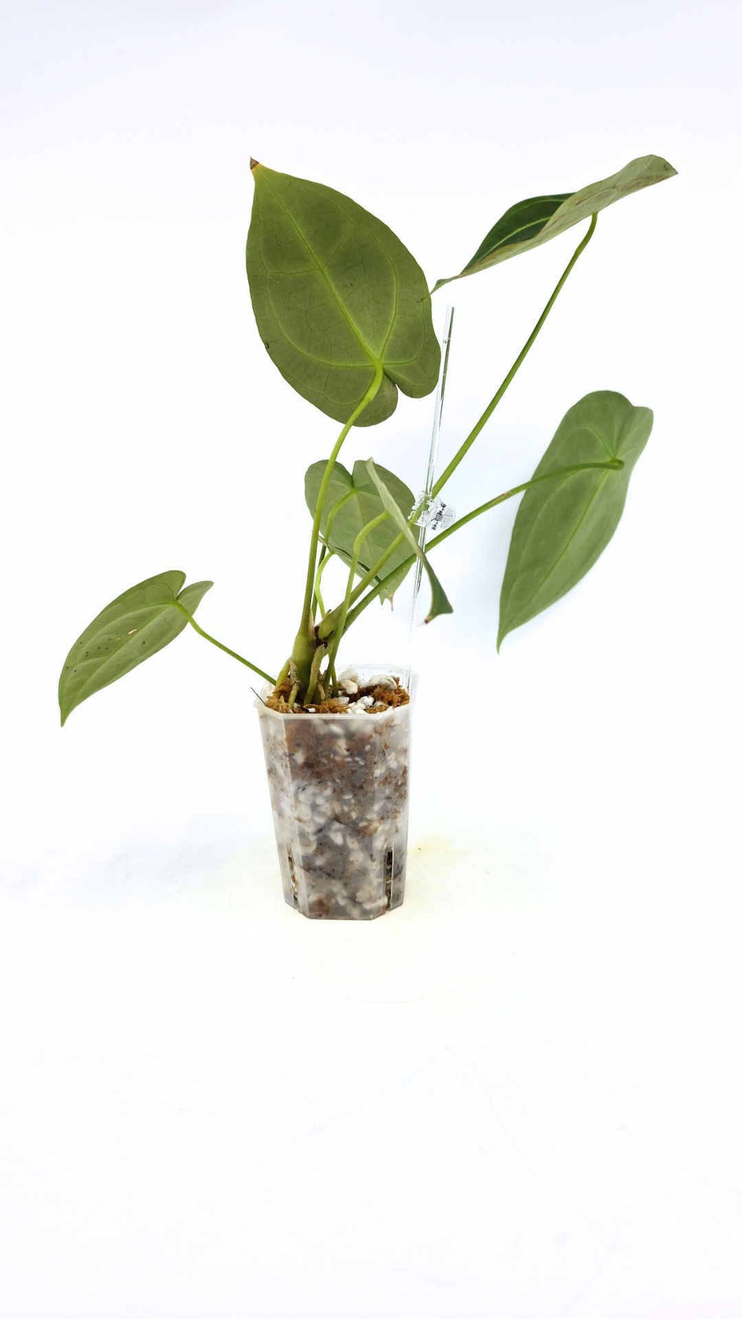 Rare indoor plant Anthurium SKG Silver with Anthurium Forgetii hybrid available at rare plant shop The Leaf Gallery in Perth, Western Australia