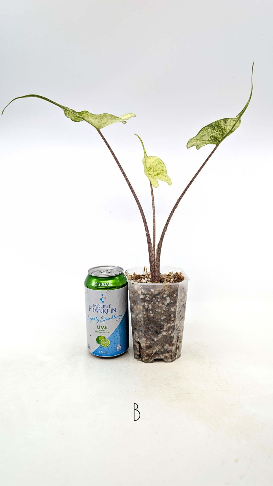 Rare indoor plannt Alocasia Stingray Mint Variegated available for sale at rare house plant shop The Leaf Gallery in Perth, Western Australia.