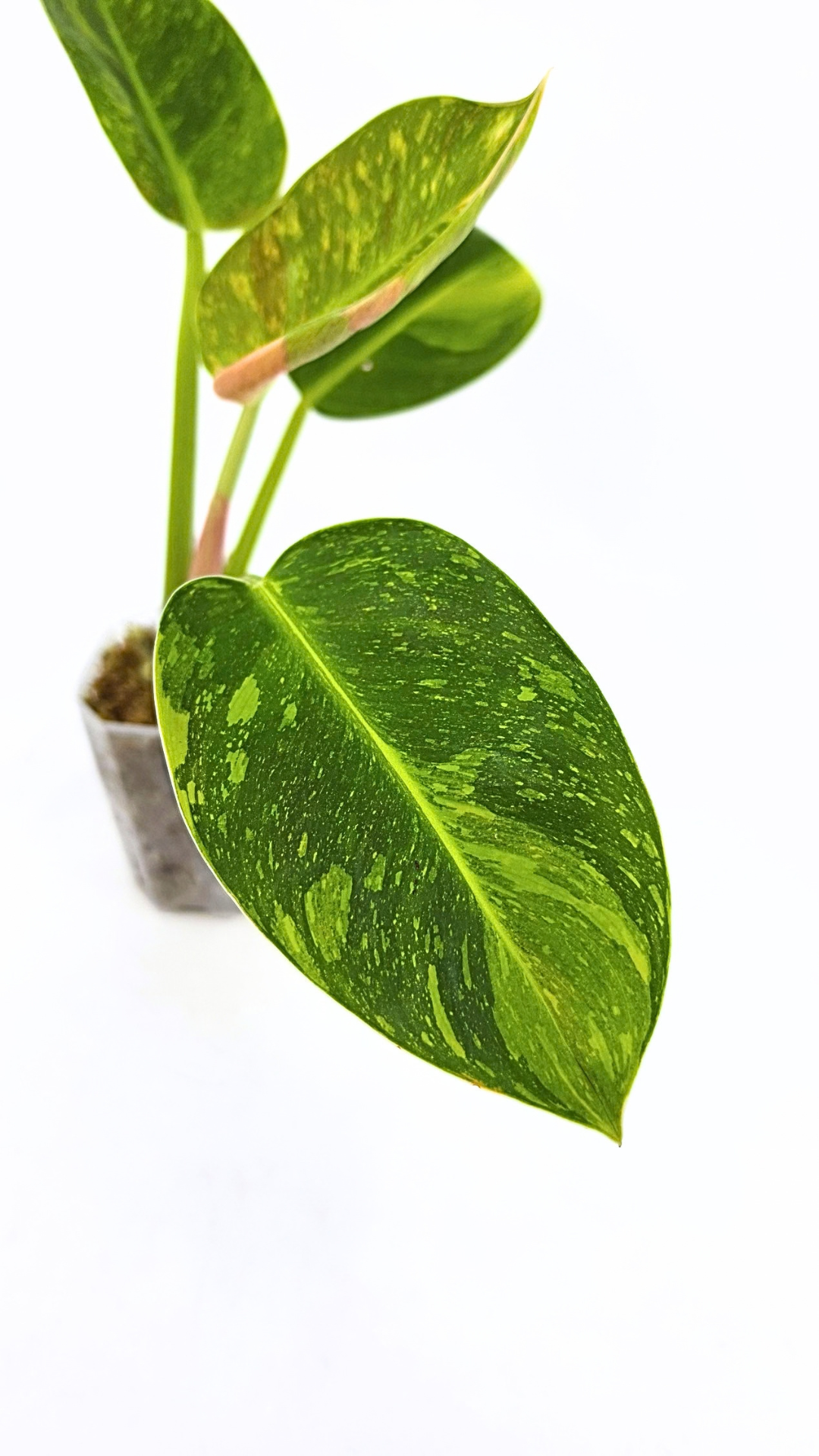 Uncommon Philodendron Green Congo Hybrid Varigated also known as Philodendron Green Congo Nuclear available for sale at rare plant shop The Leaf Gallery in Perth, Western Australia
