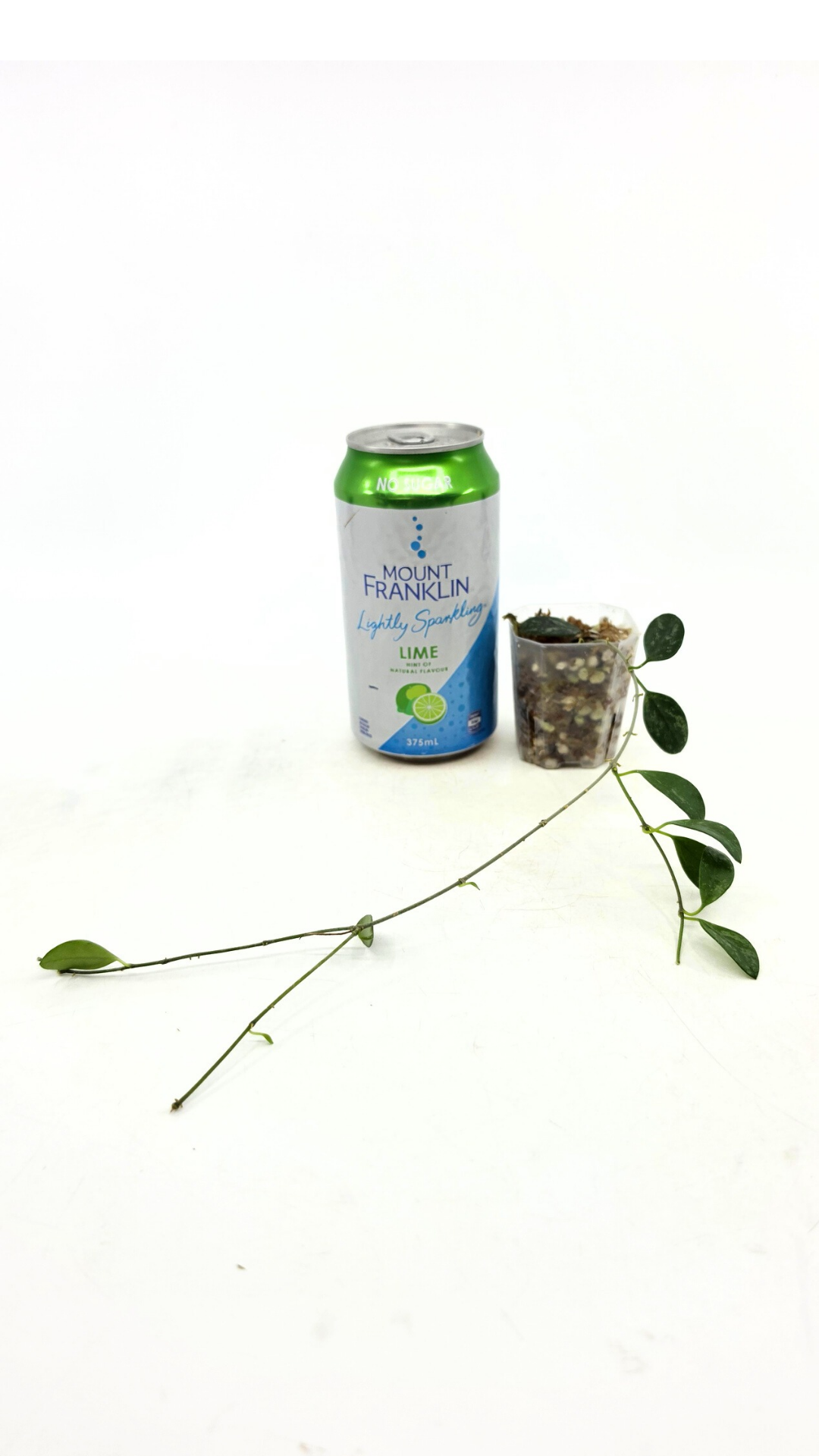 Rare waxplant Hoya Lima Splash available for sale at rare indoor plant shop The Leaf Gallery in Perth, Western Australia