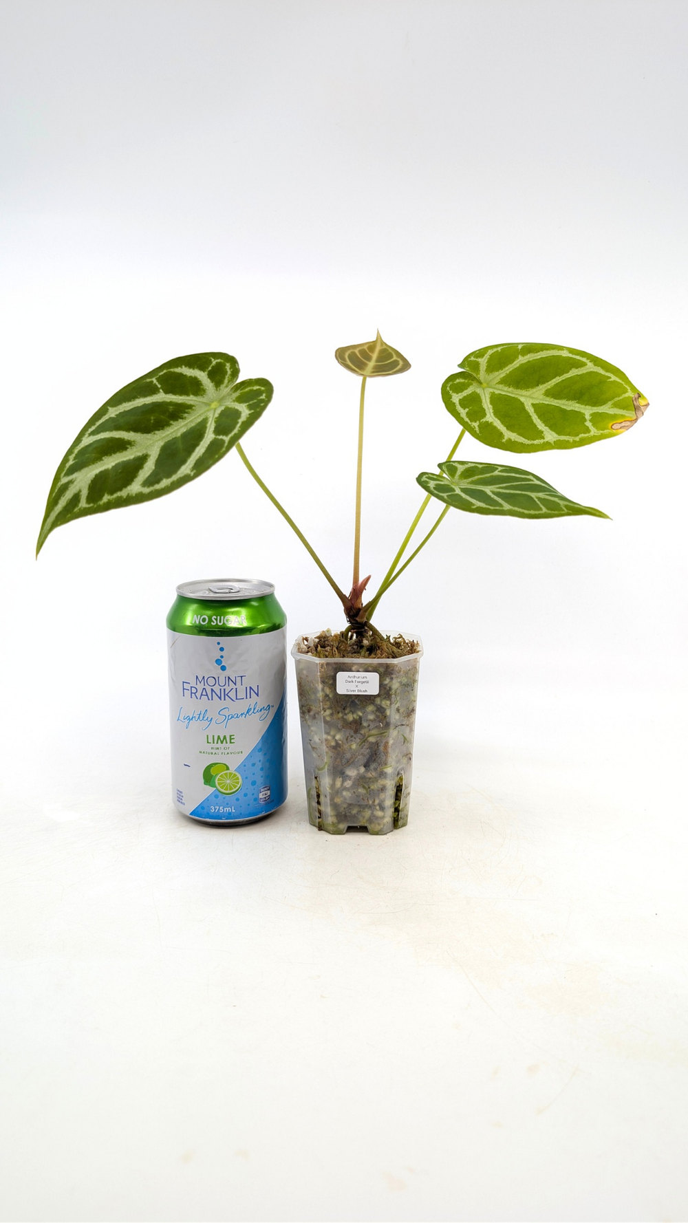 Anthurium Hybrid Dark Forgetii X Silver Blush  The Leaf Gallery