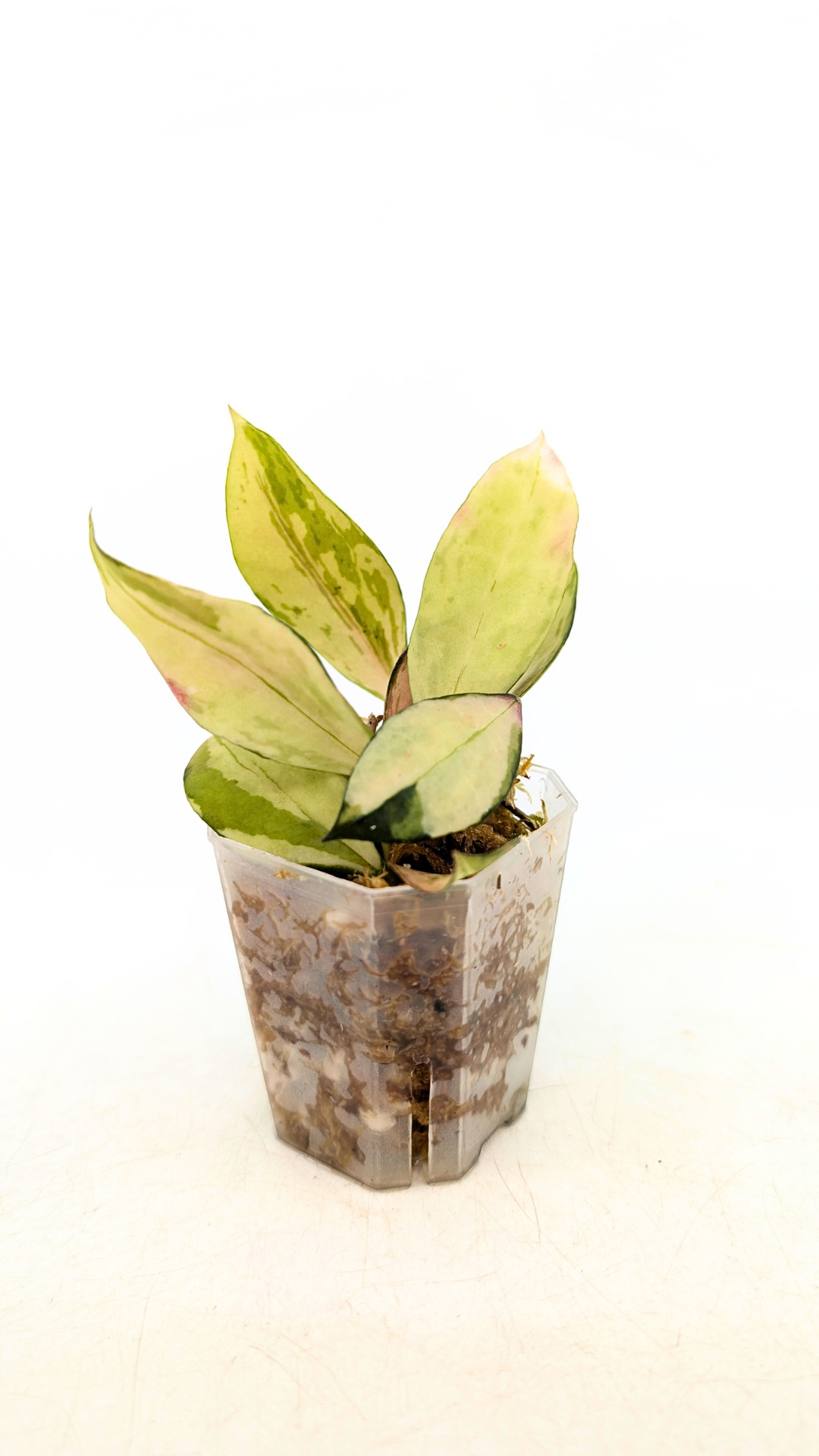 Rare hoya Walliniana Varigated available for sale at rare plant shop The Leaf Gallery in Perth, Western Australia
