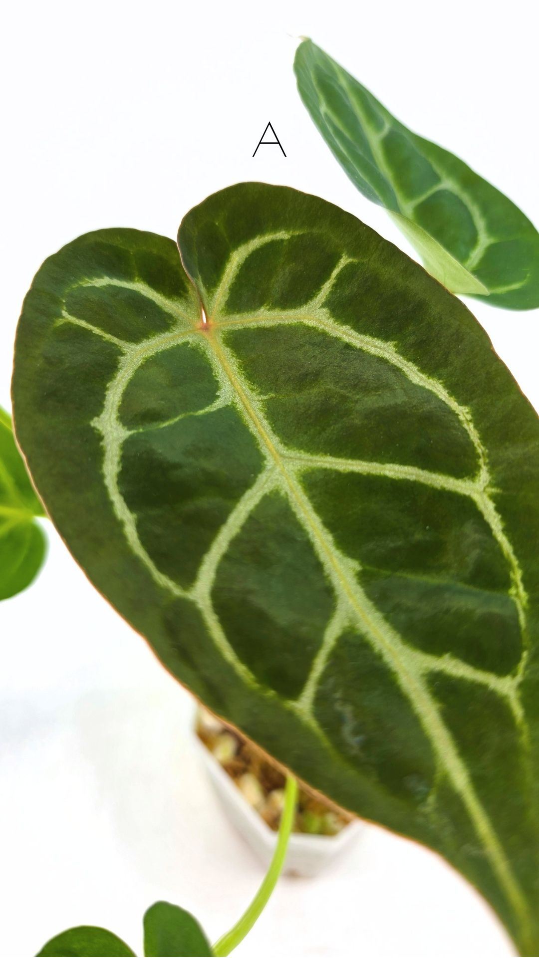 Rare anthurium hybrid Anthurium Dark Forgetii x Bessae Aff X Anthurium Michelle by The Leaf Gallery in Perth, Western Australia