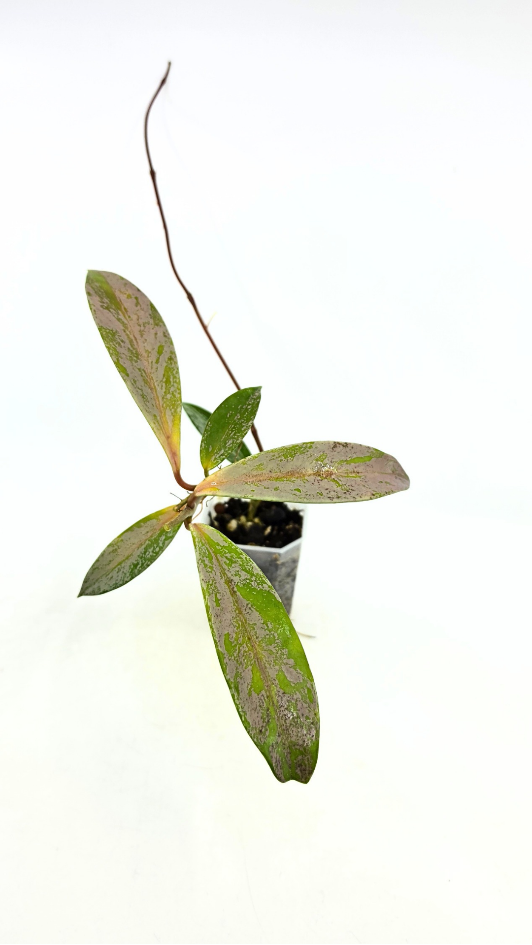 Rare waxplant Hoya Pubicalyx Pink Silver Ghost available for sale at rare indoor plant shop The Leaf Gallery in Perth, Western Australia