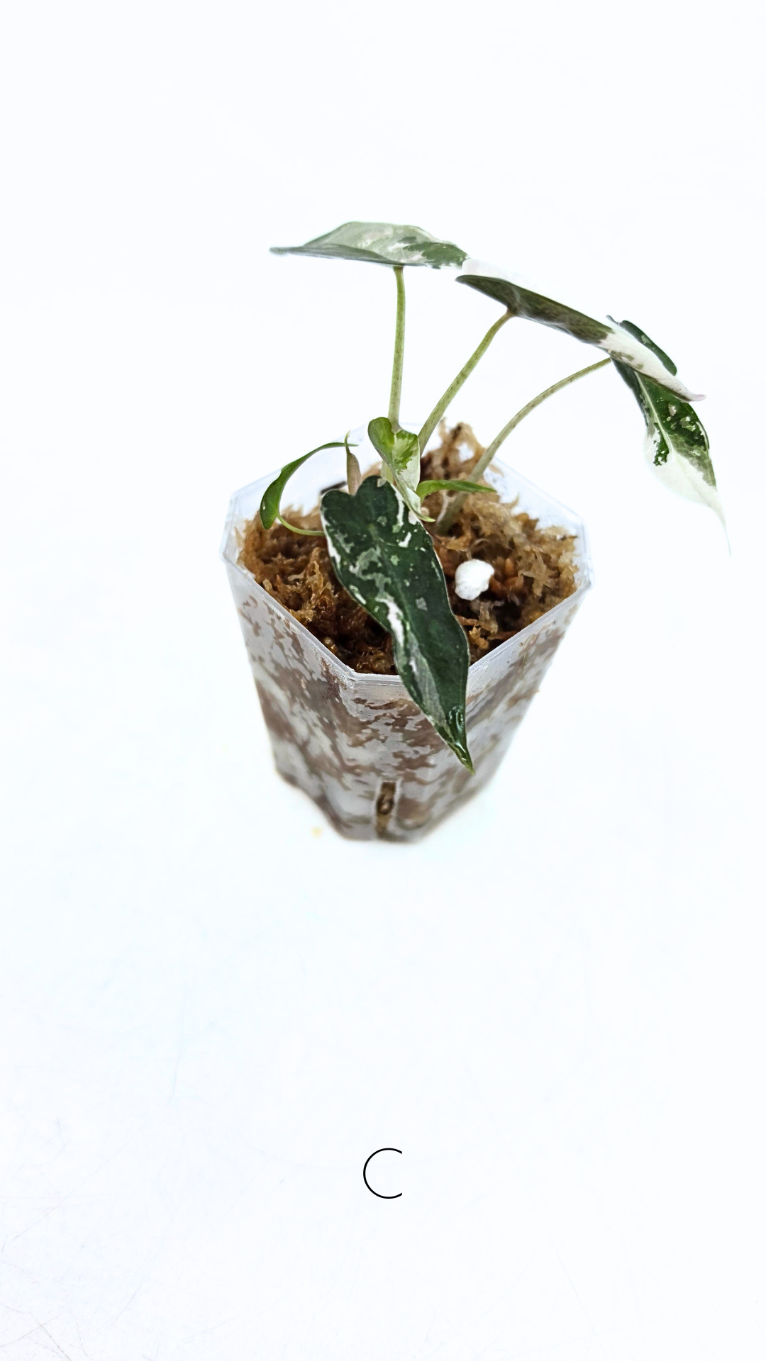 Rare indoor plant Alocasia Amazonica Bambino Pink TC plantlets available for sale at rare houseplant shop The Leaf Gallery in Perth, Western Australia