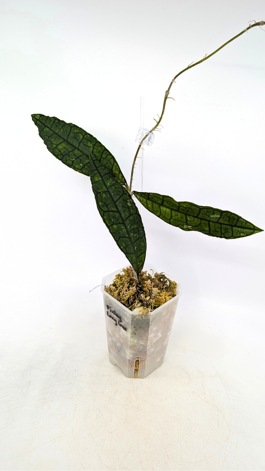 Rare waxplant Hoya Finlaysonii Long Leaf available for sale at rare indoor plant shop The Leaf Gallery in Perth, Western Australia