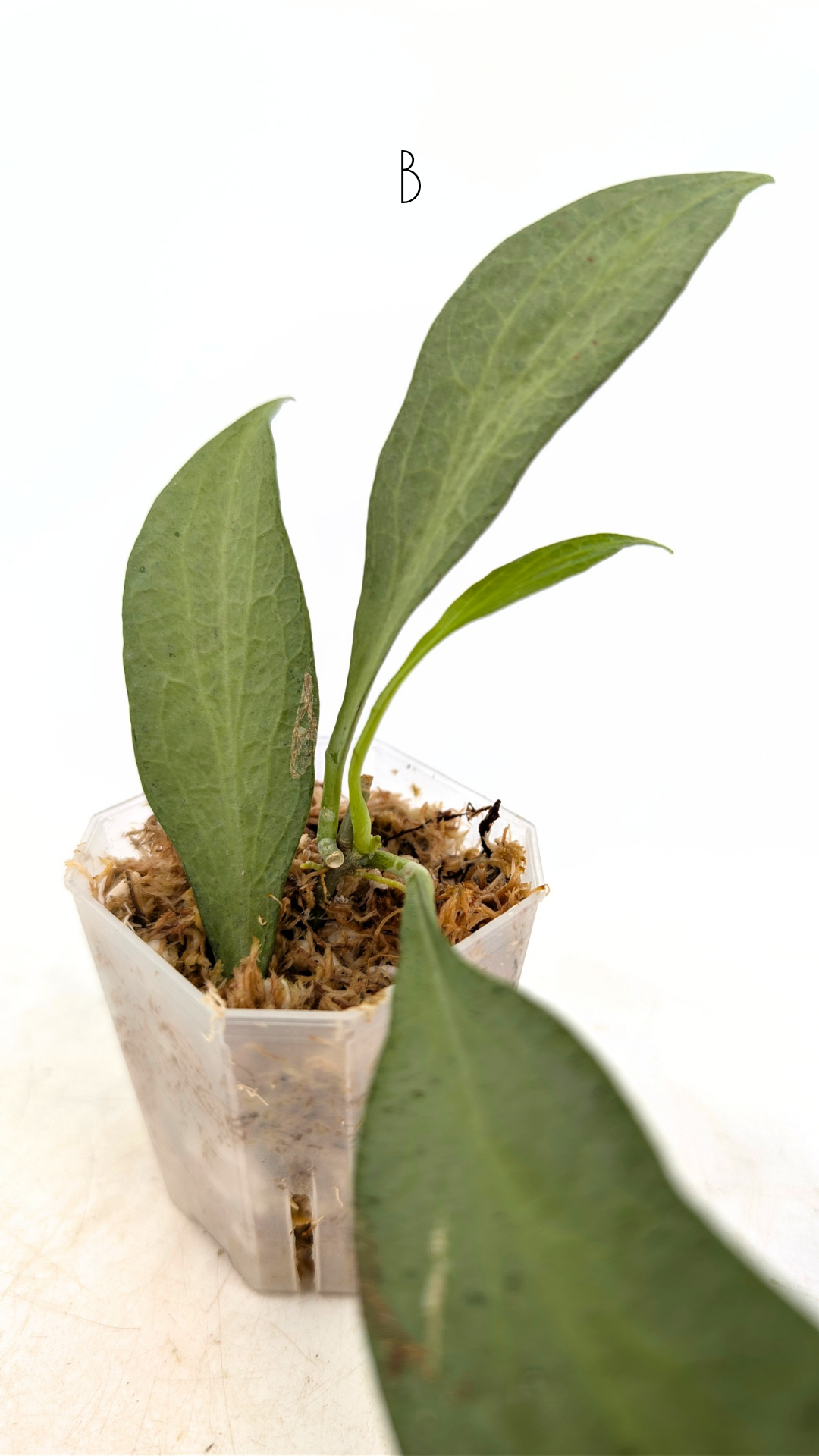 Rare waxplant Hoya Nicholsoniae New Guinea Ghost propagated and for sale by rare plant shop The Leaf Gallery in Perth, Western Australia