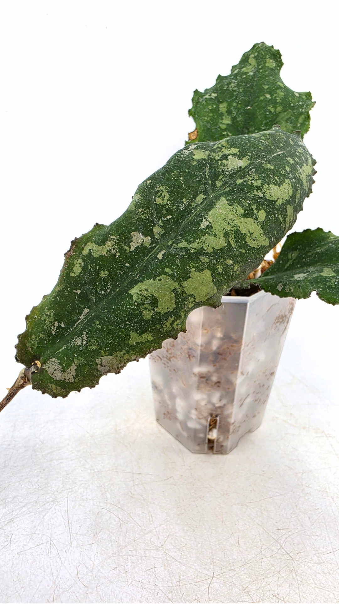 Rare waxplant Hoya Undulata available for sale at rare indoor plant shop The Leaf Gallery in Perth, Western Australia