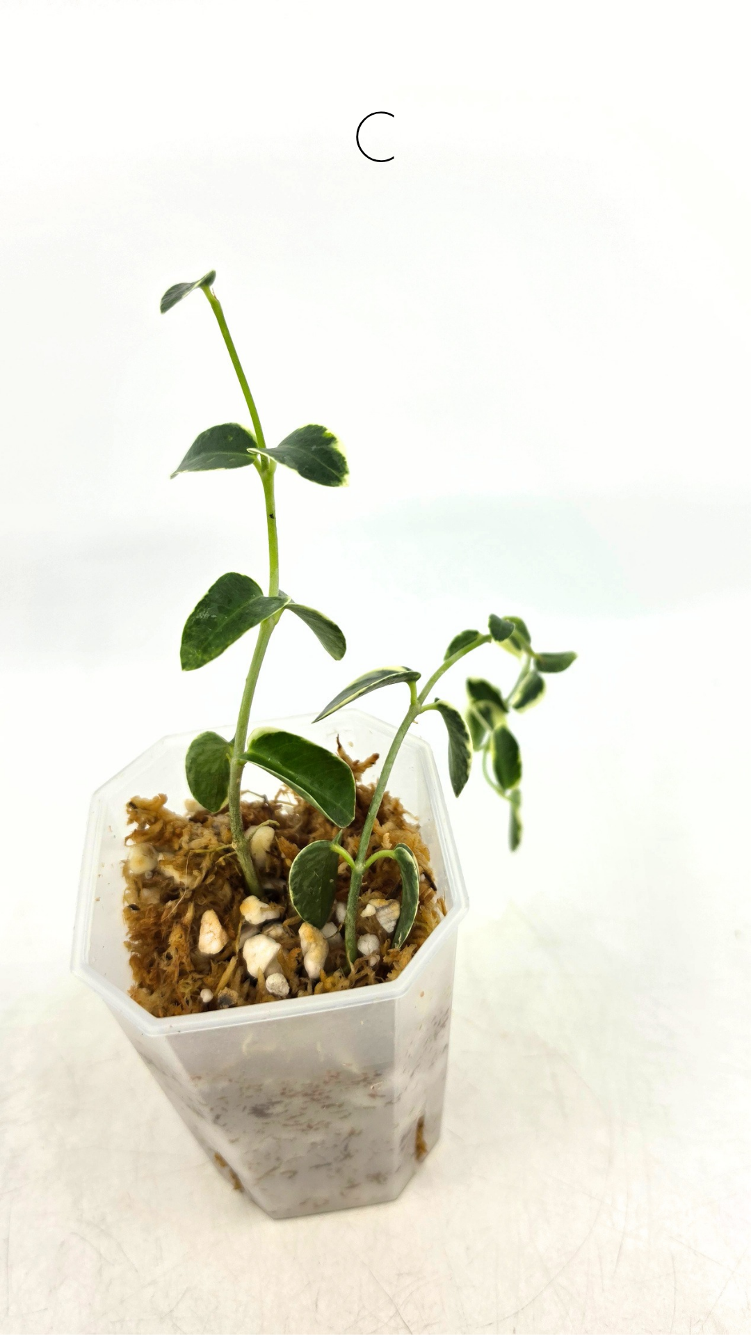 Rare waxplant Hoya Cumingiana Albo available for sale at rare indoor plant shop The Leaf Gallery in Perth, Western Australia