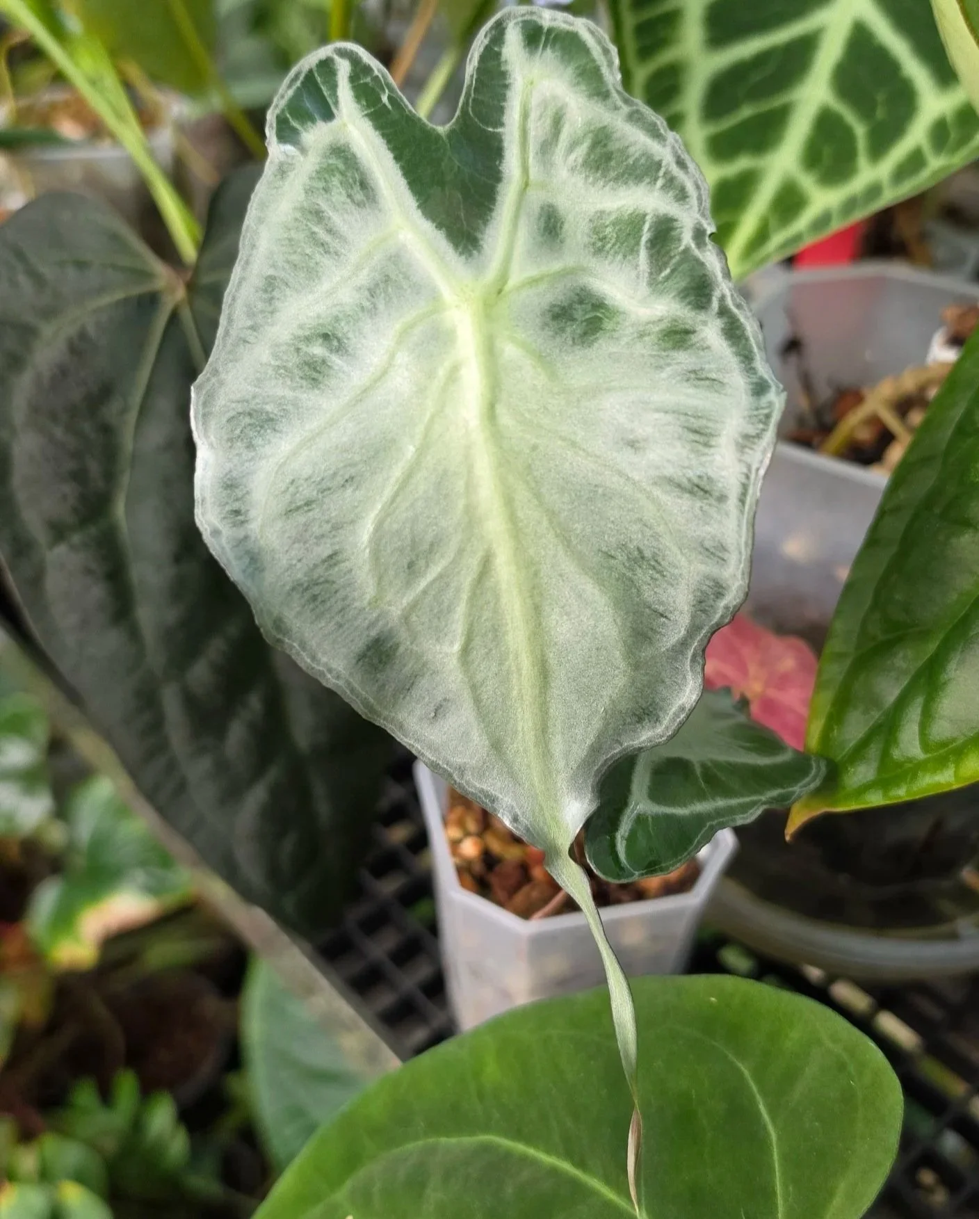 Alocasia Venom