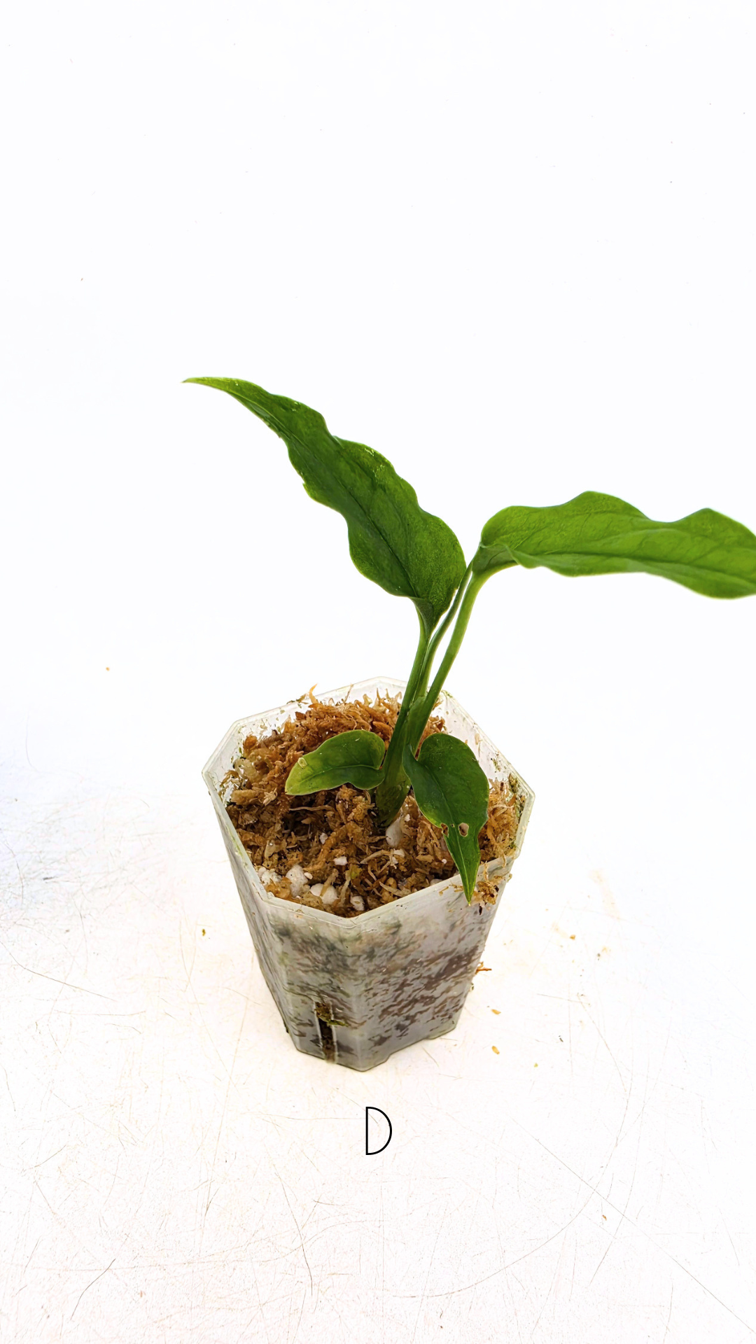 Rare indoor plant Monstera Obliqua Peru available for sale at rare house plant shop The Leaf Gallery in Perth, Western Australia