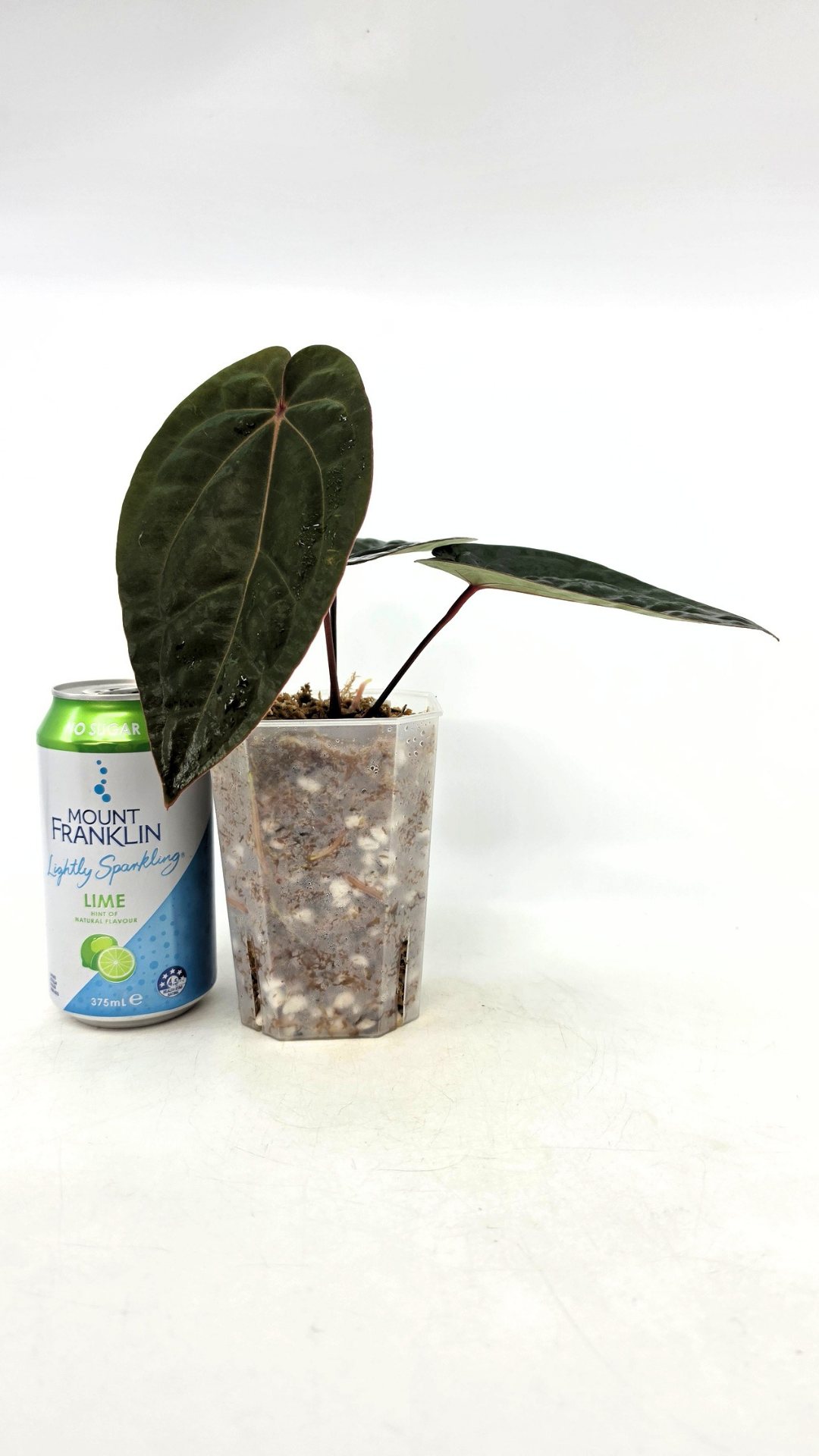 Rare indoor plant Anthurium Bloodmoon clone available from rare house plant shop The Leaf Gallery in Perth, Western Australia
