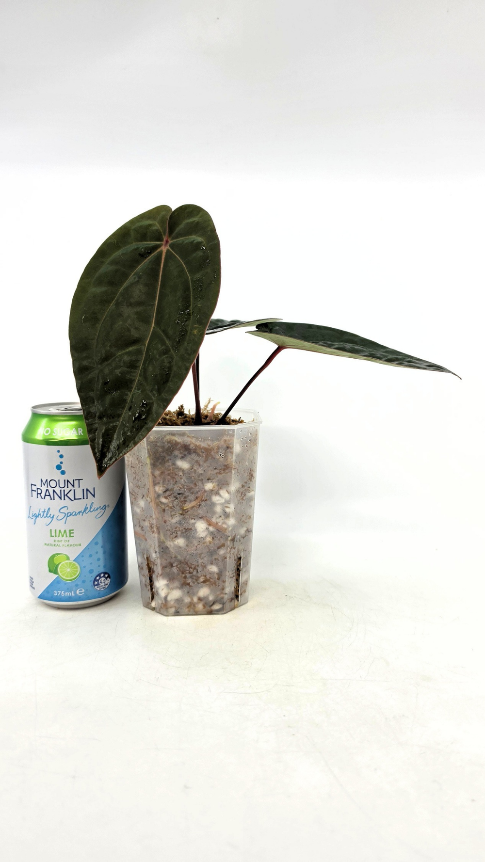 Anthurium Bloodmoon  The Leaf Gallery