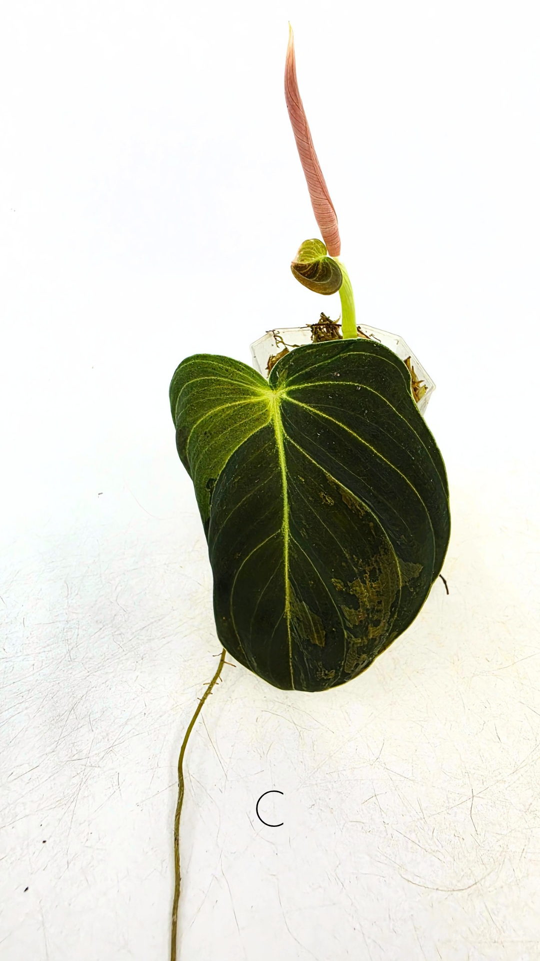 Rare plant Philodendron Melanochrysum Varigated available for sale at rare plant shop The Leaf Gallery in Perth, Western Australia
