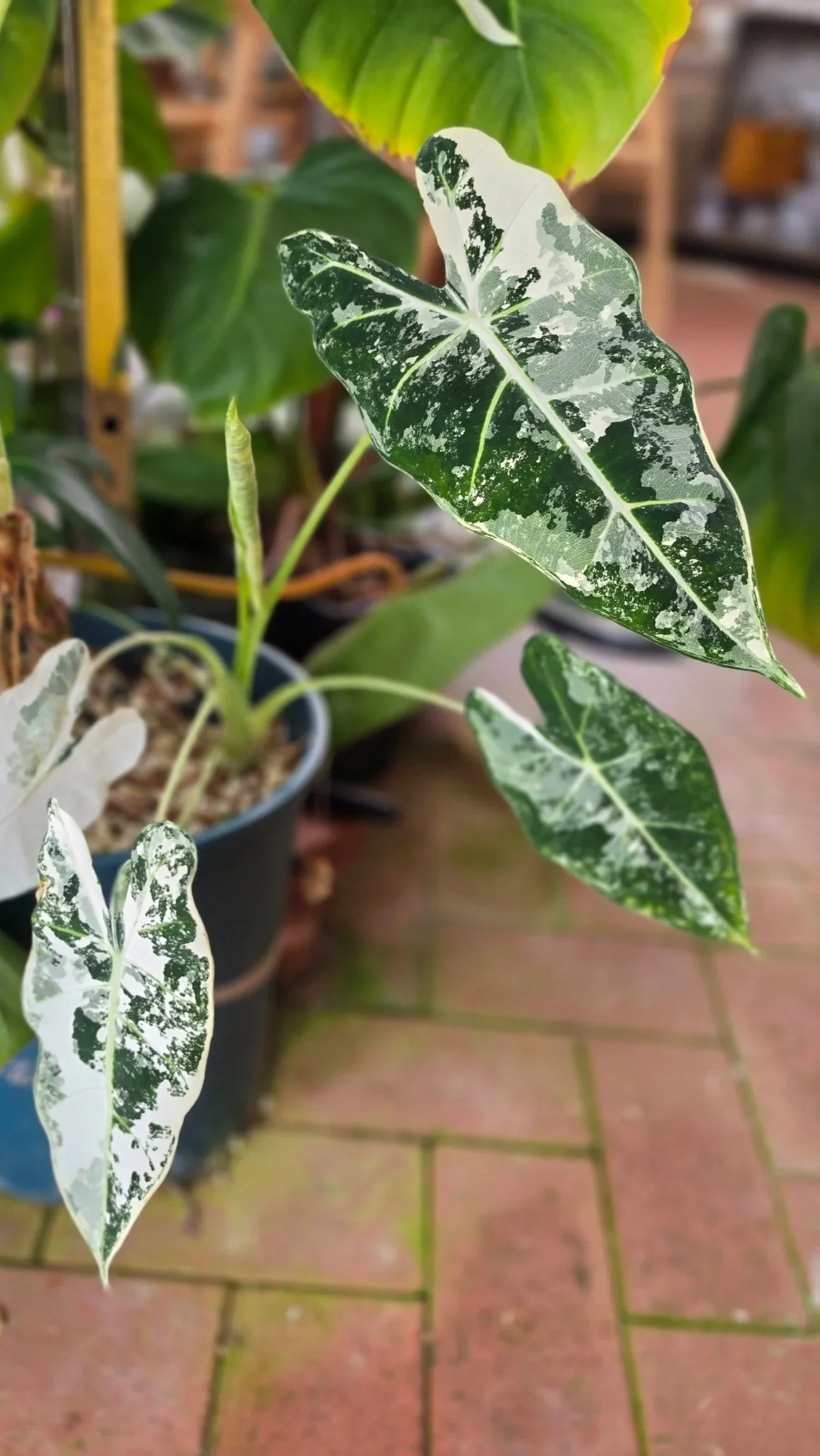 Rare indoor plant Alocasia Frydek Variegated from The Leaf Gallery in Perth, Western Australia