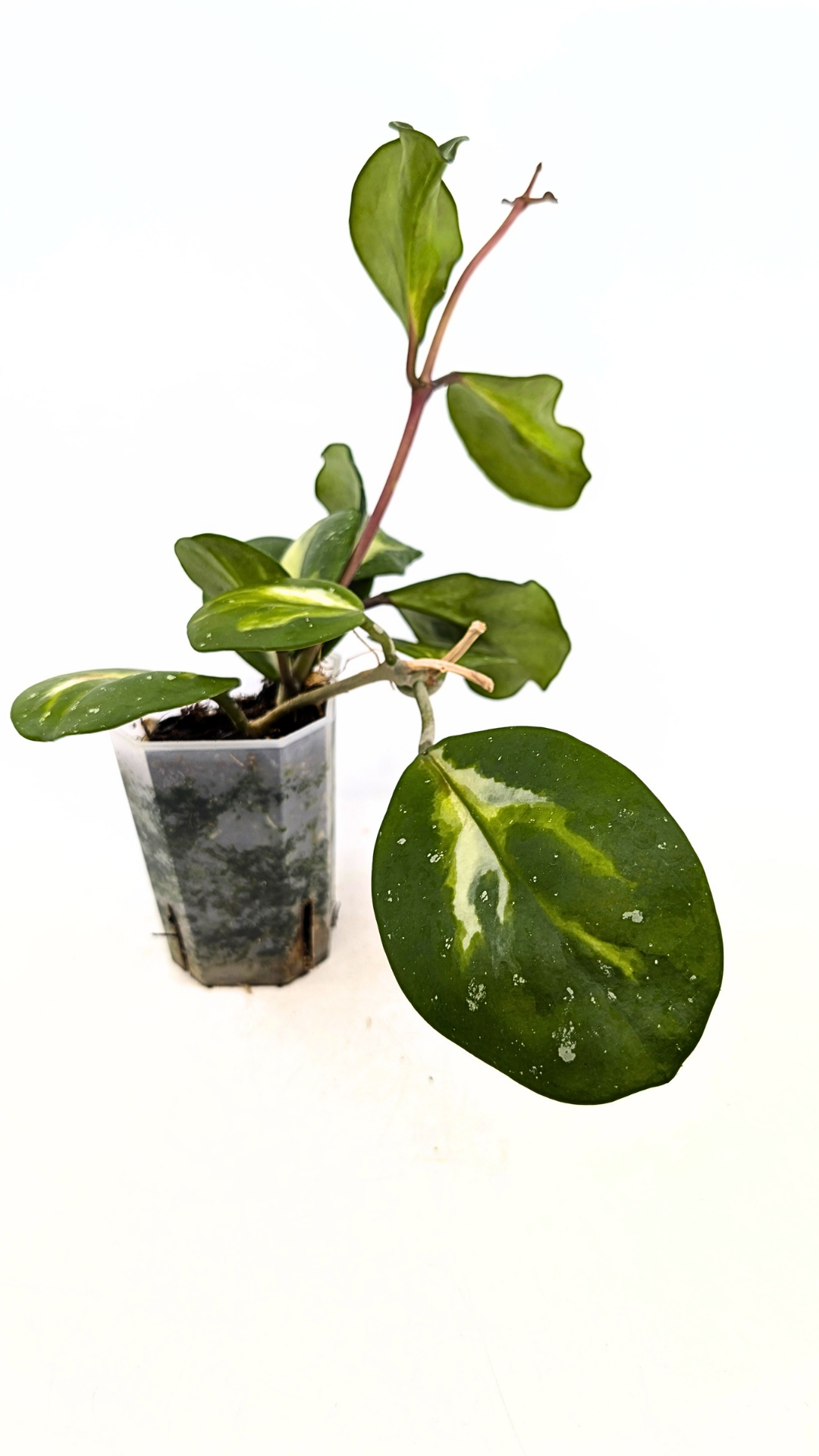 Rare waxplant Hoya Obavata Splash Variegated available for sale at rare indoor plant shop The Leaf Gallery in Perth, Western Australia.