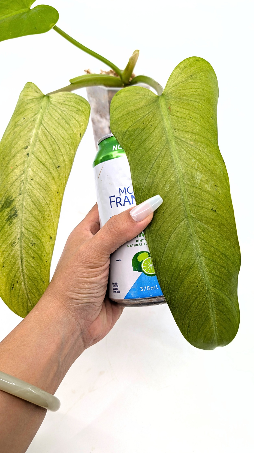 Rare indoor plant Philodendron Whipple Way available for sale at rare plant shop The Leaf Gallery in Perth, Western Australia