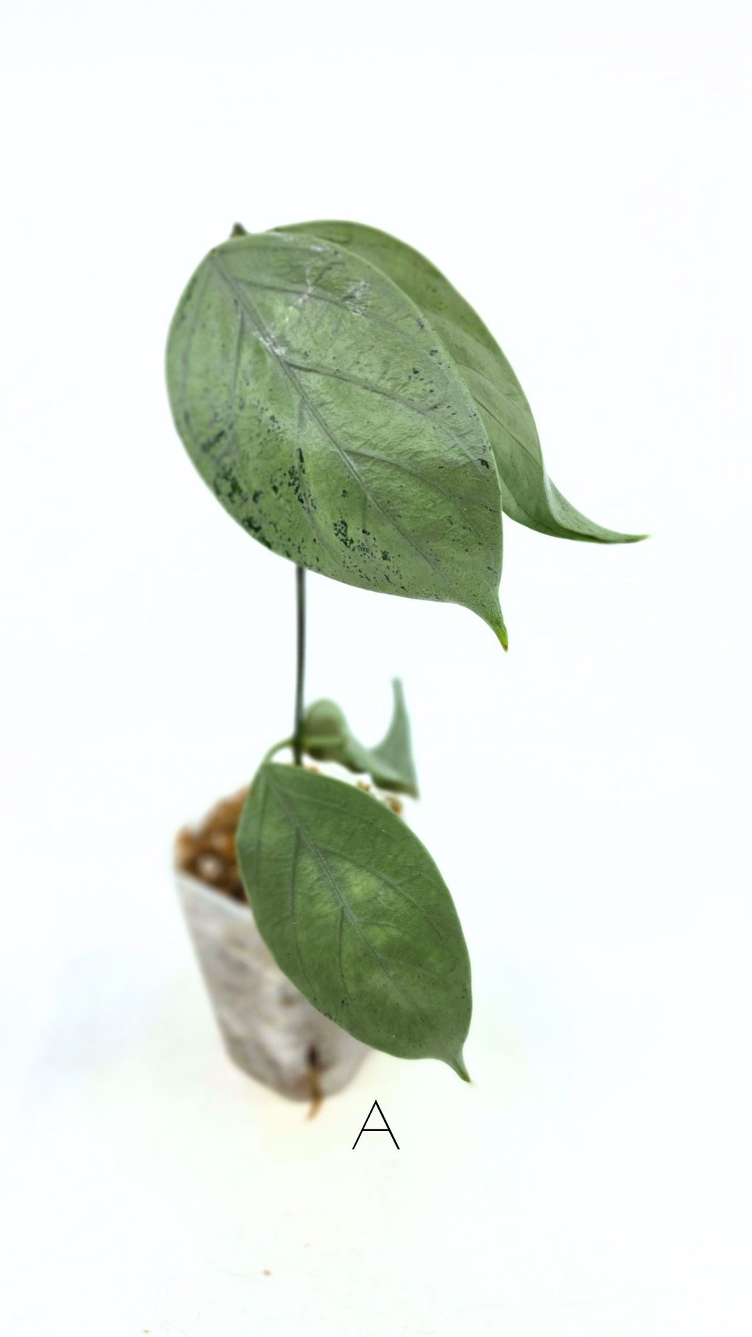 Rare waxplant Hoya Coriacea Silver available for sale at rare indoor plant shop The Leaf Gallery in Perth, Western Australia