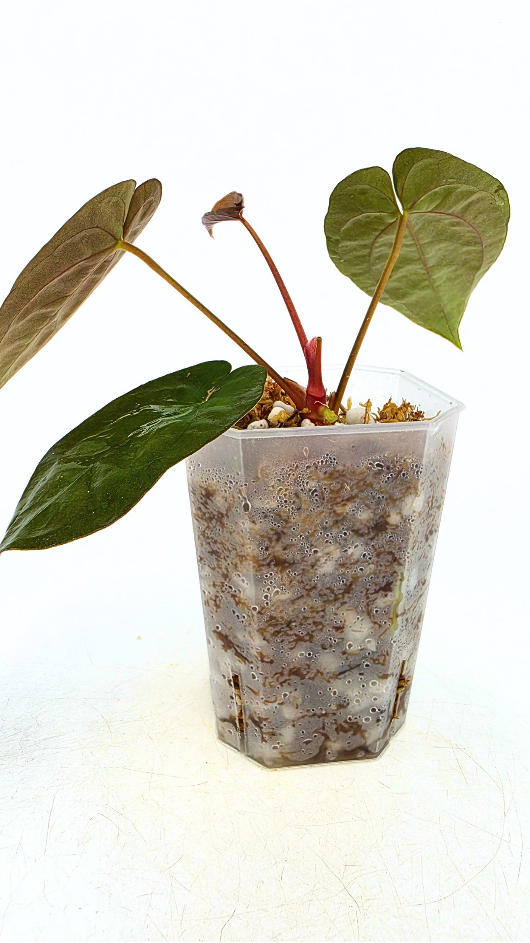 Rare indoor plant Anthurium Papillilaminum pure clone available from rare house plant shop The Leaf Gallery in Perth, Western Australia